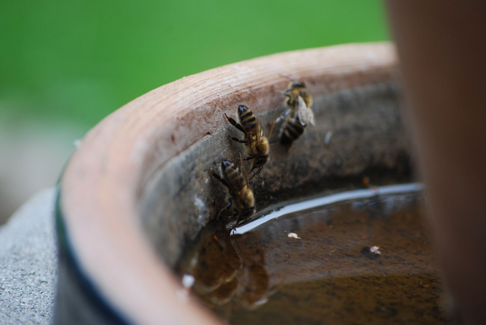 Nikon D60 sample photo. A, evertebrat, insect photography