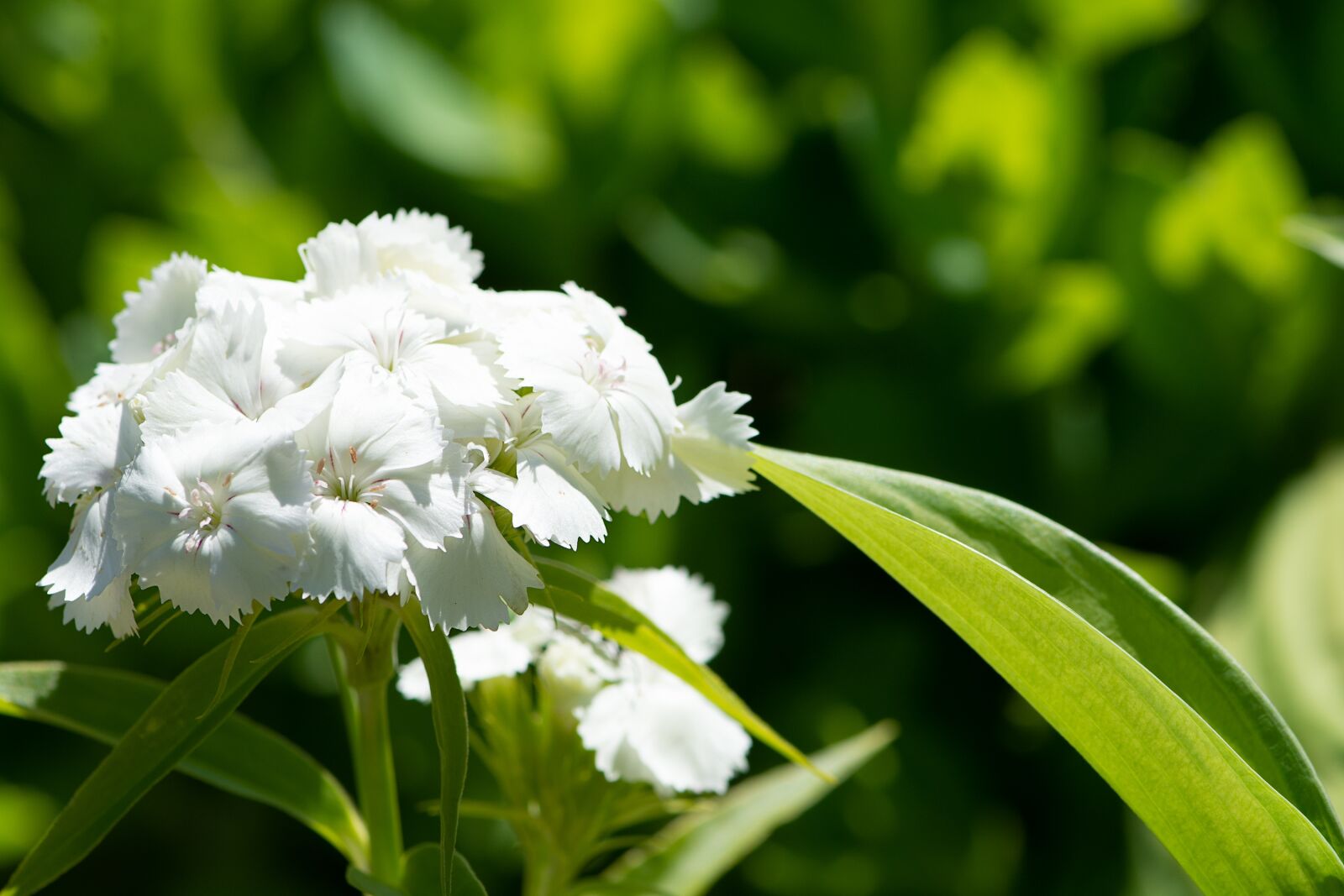 Nikon D7100 sample photo. Phlox, flower, white photography