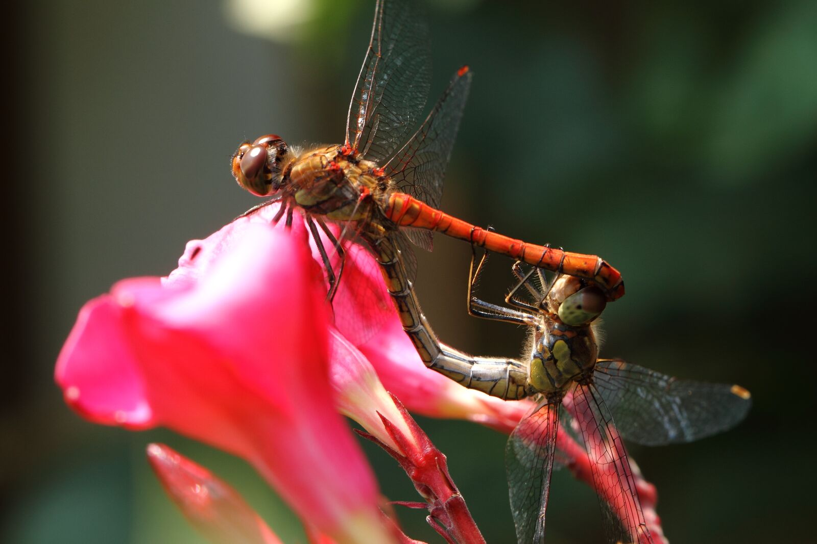 Canon EOS 7D sample photo. Dragonfly, wasserjungfer, bug photography