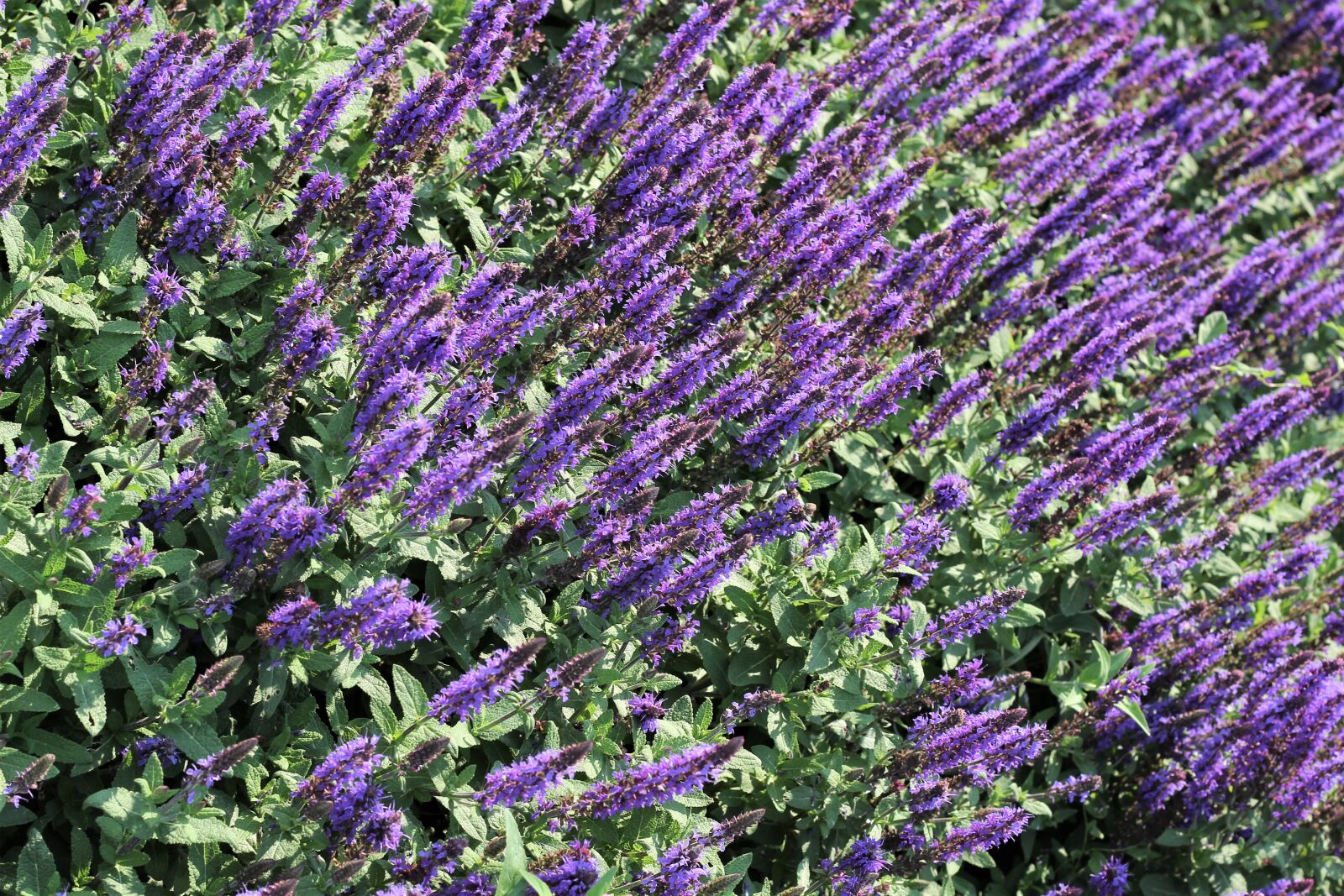 Canon EOS 600D (Rebel EOS T3i / EOS Kiss X5) + Canon EF 50mm F1.8 II sample photo. Flower exhibition, colorful, blue photography