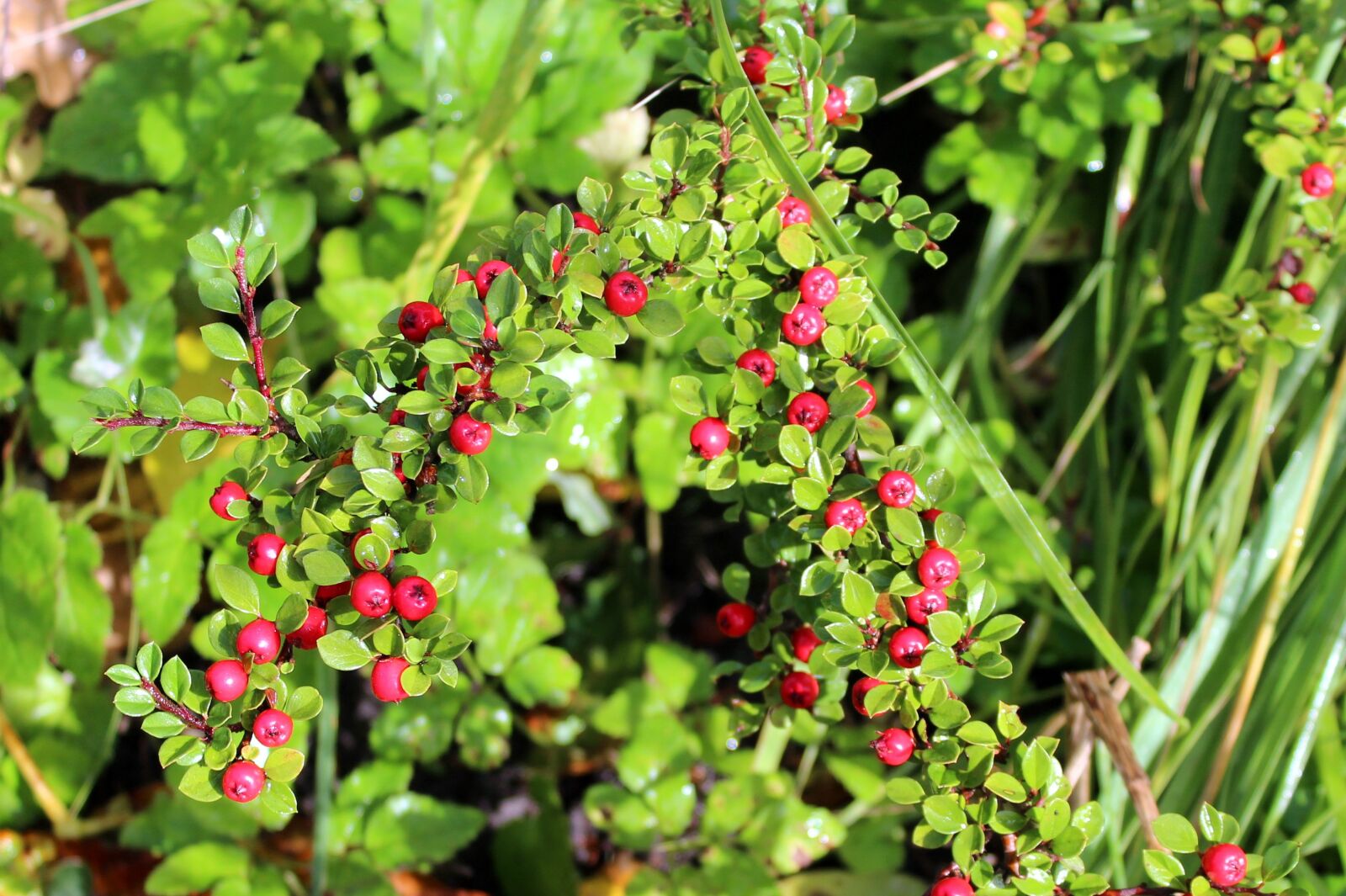 Canon EOS 1200D (EOS Rebel T5 / EOS Kiss X70 / EOS Hi) sample photo. Cotoneaster, bush, red fruits photography