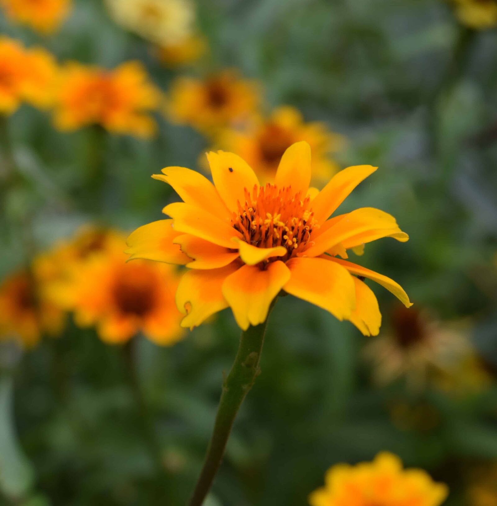 Nikon D3300 sample photo. Wildflower, nature, flora, summer photography