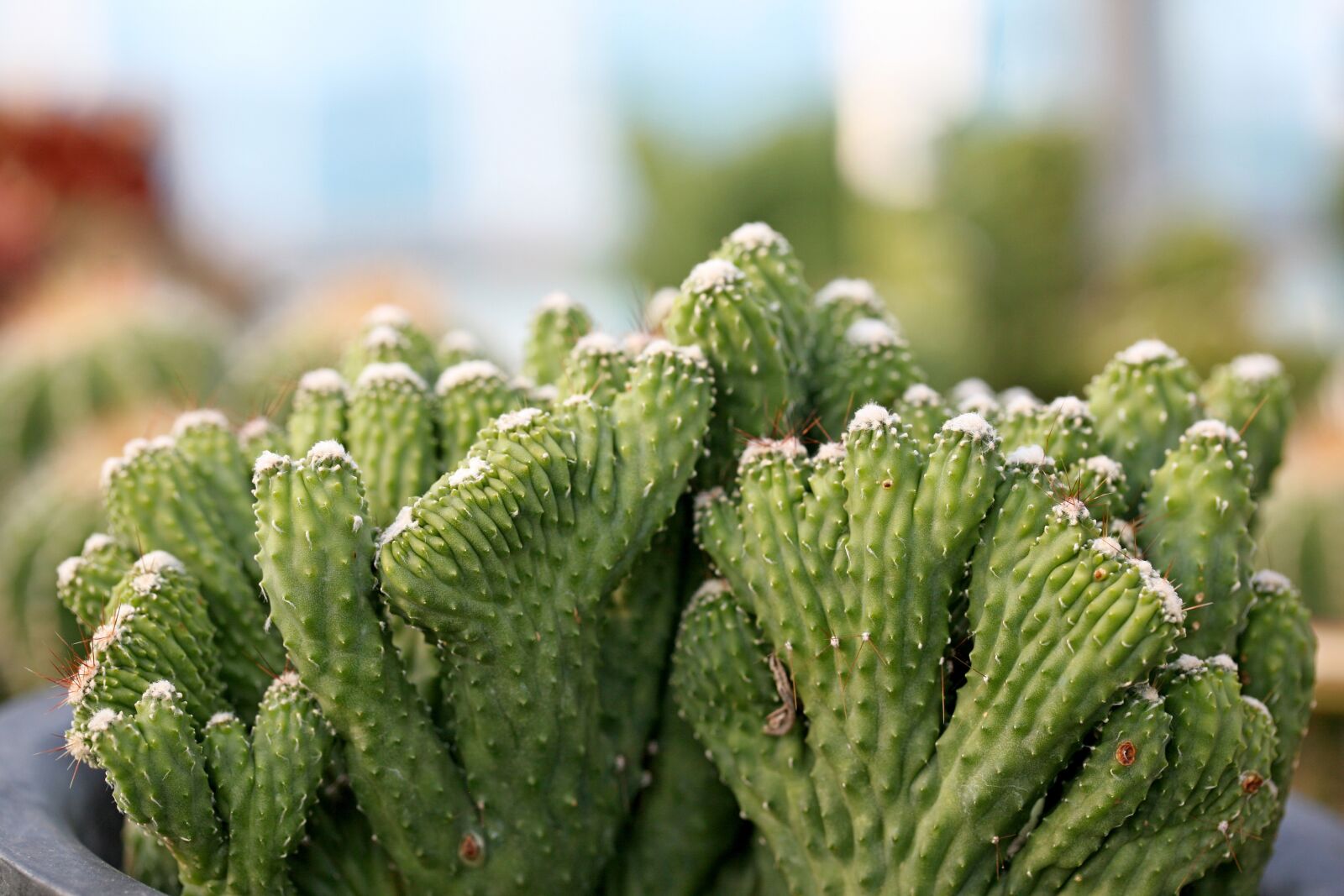 Canon EOS 5D sample photo. A fleshy plant, fleshy photography