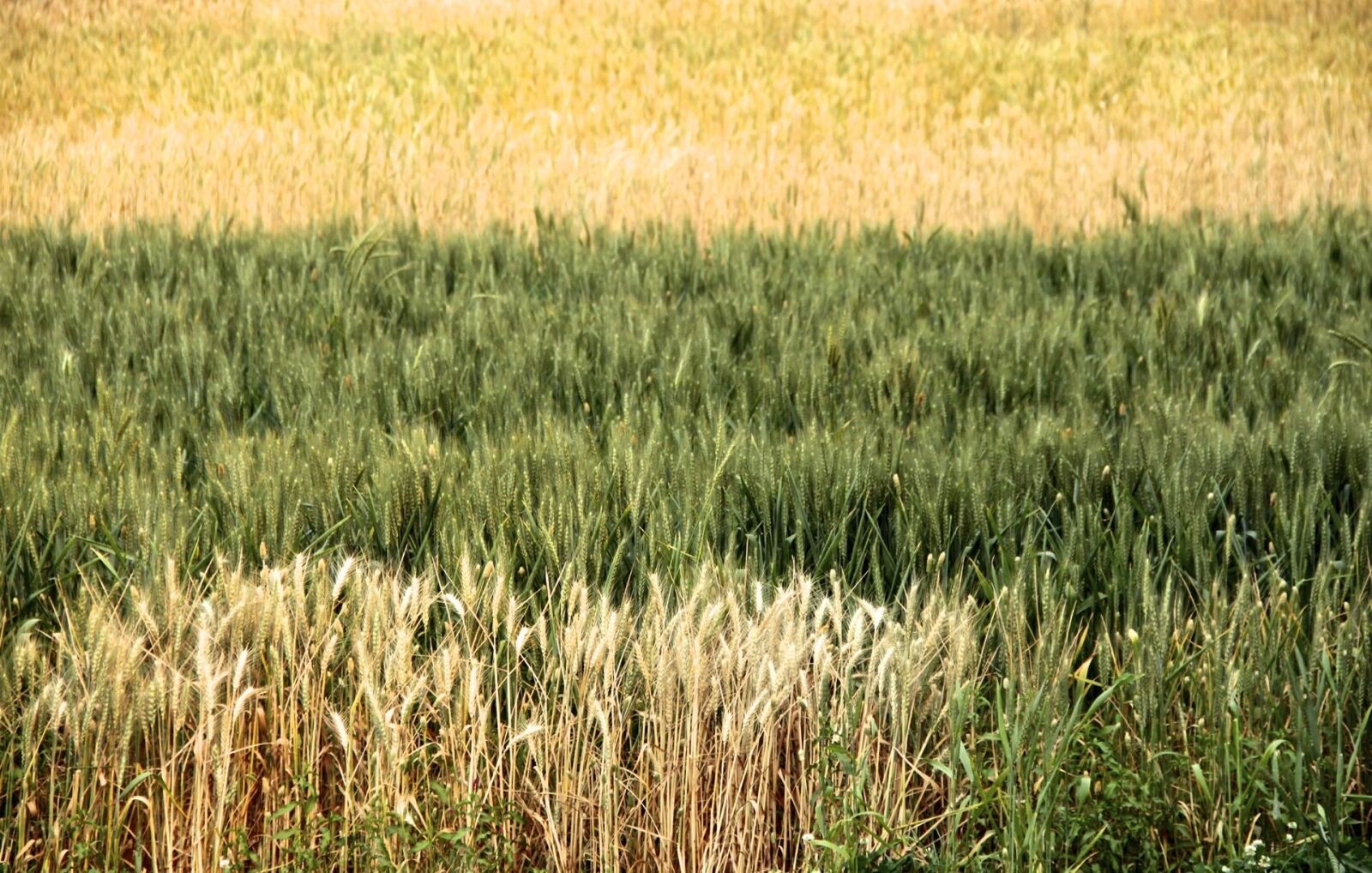 Canon EF-S 18-135mm F3.5-5.6 IS sample photo. Wheat, field, crop photography