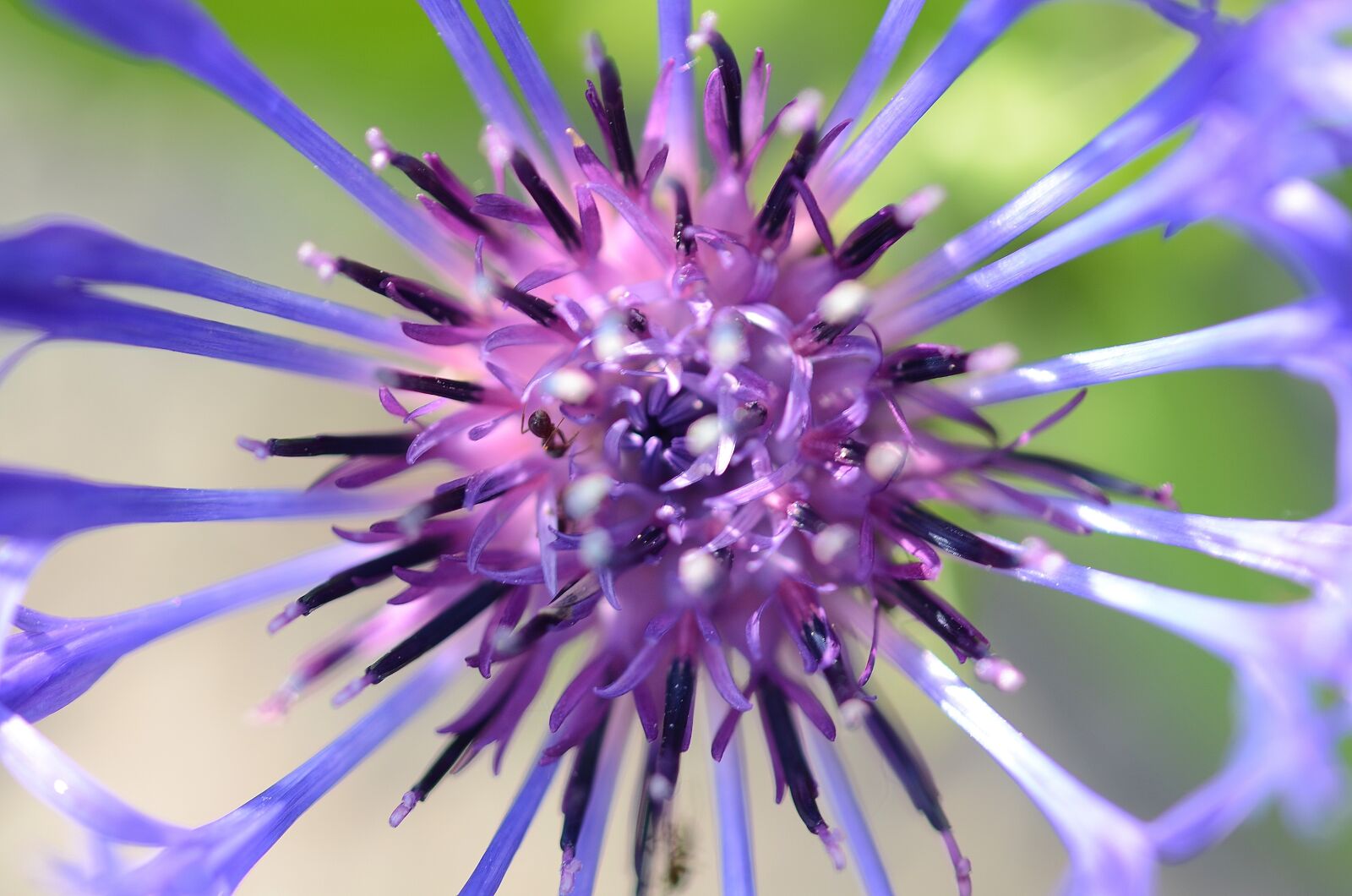 Nikon D7000 sample photo. Flower, spring, nature photography