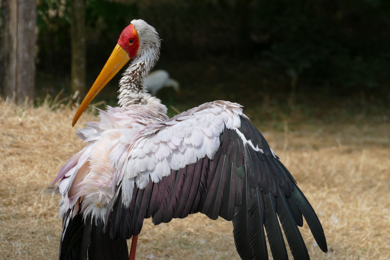 Panasonic Lumix DMC-FZ1000 sample photo. Nimmerzat, mycteria ibis, wader photography
