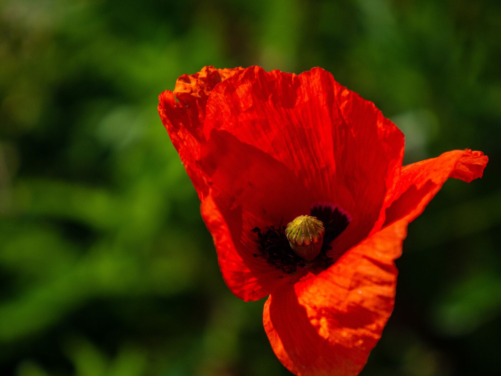 Olympus OM-D E-M10 III sample photo. Poppy, wolf, close up photography