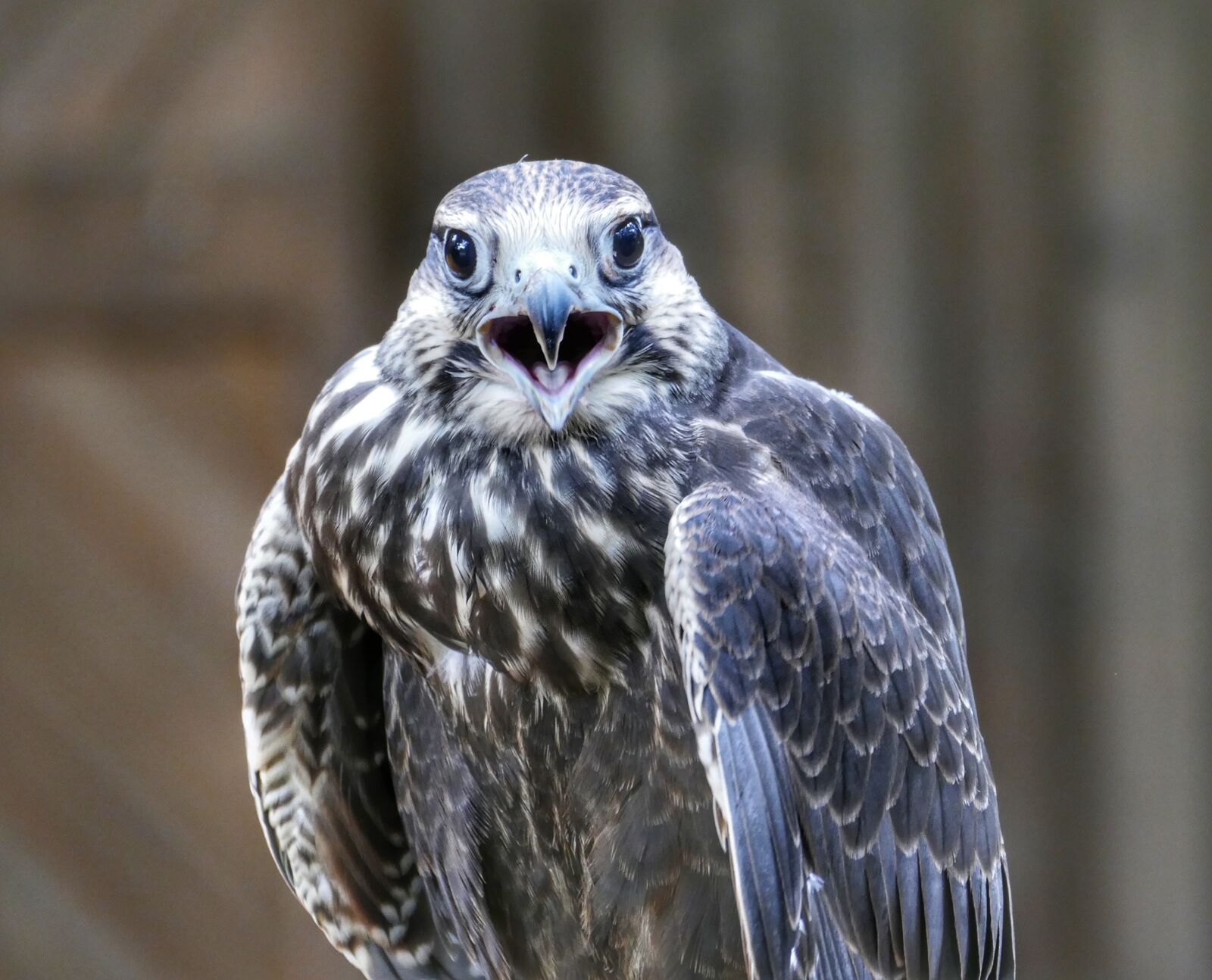 Panasonic Lumix DMC-FZ1000 sample photo. Griffin, bird, raptor photography
