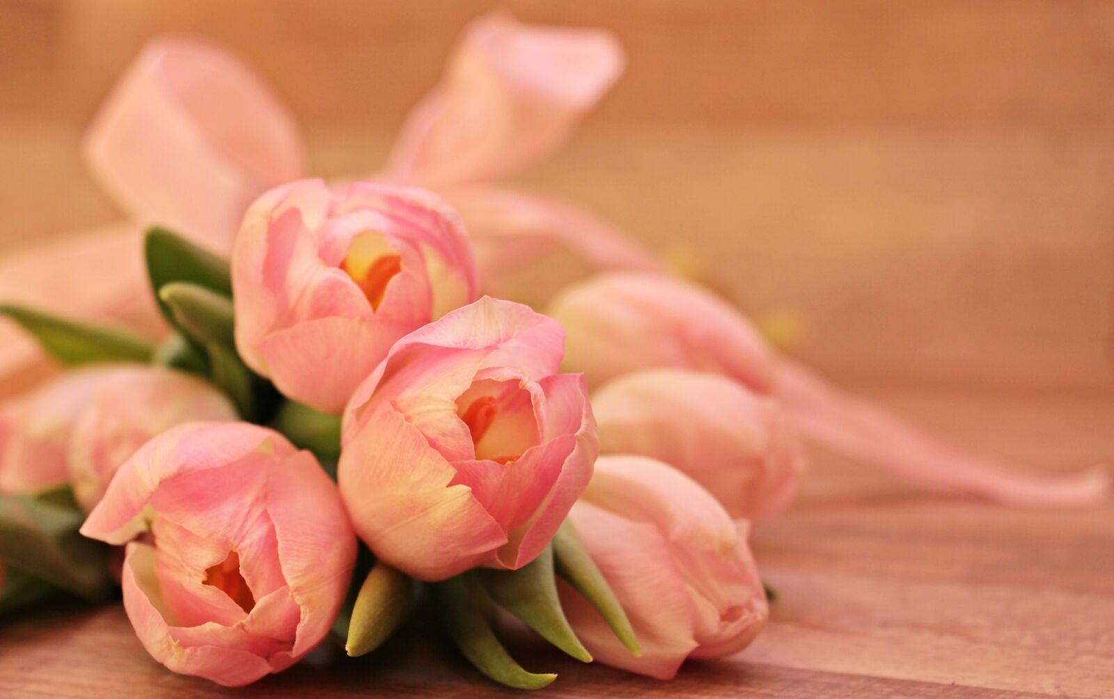 Canon EOS 550D (EOS Rebel T2i / EOS Kiss X4) sample photo. Tulips, tulipa, flowers photography