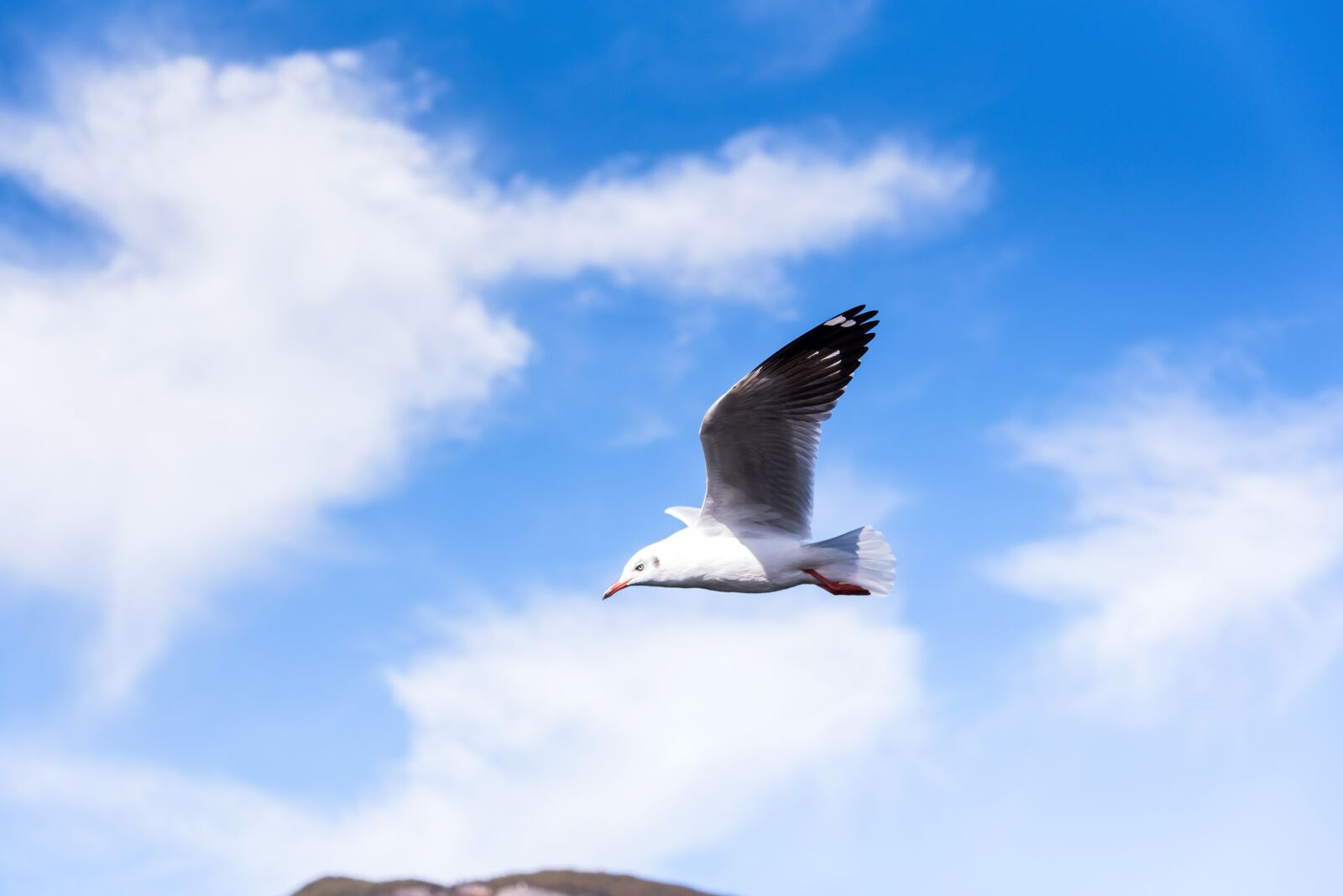 Nikon D750 sample photo. Bird, seagull, wings photography