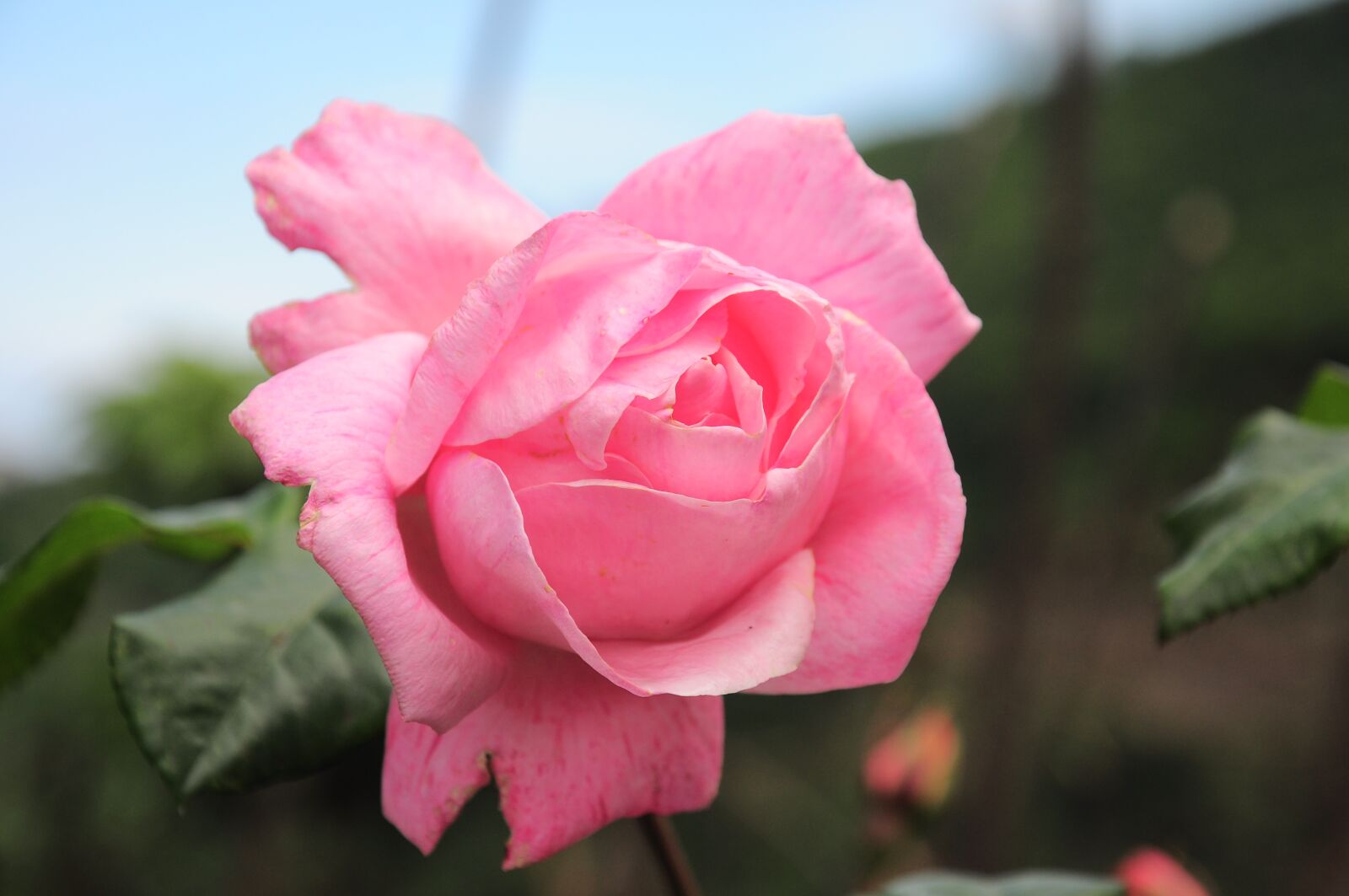Nikon D90 sample photo. Rose, rose pictures, rose photography