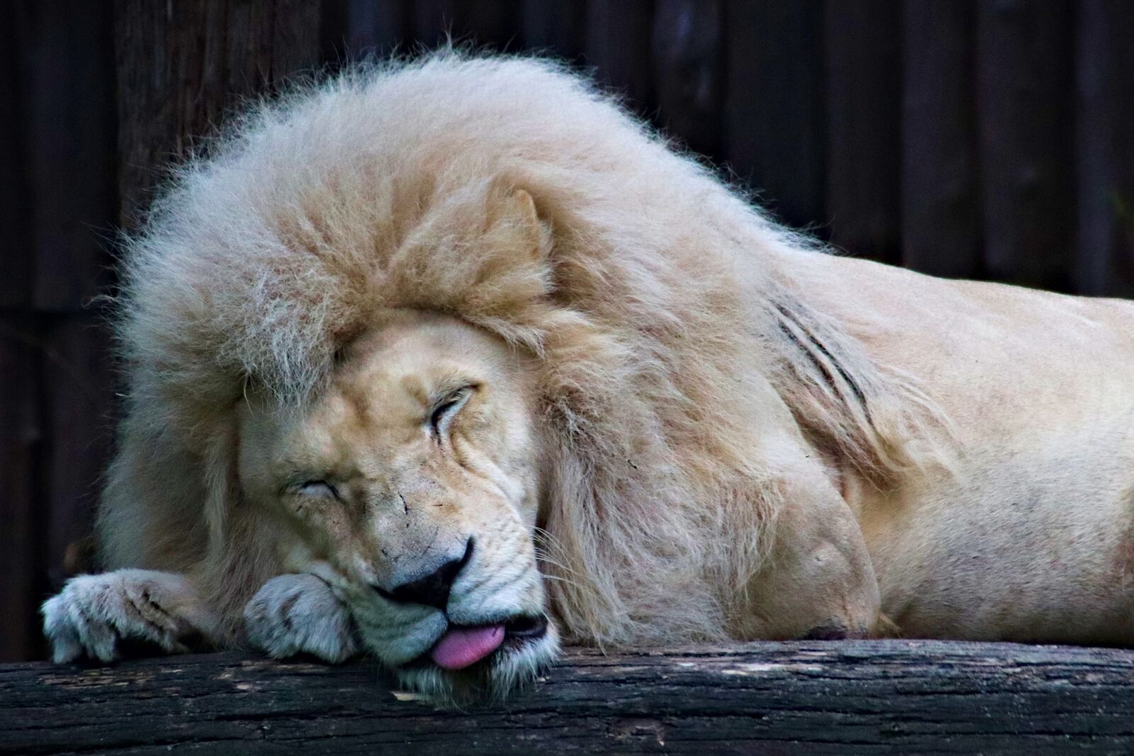 Canon EOS 77D (EOS 9000D / EOS 770D) sample photo. The lion, south african photography