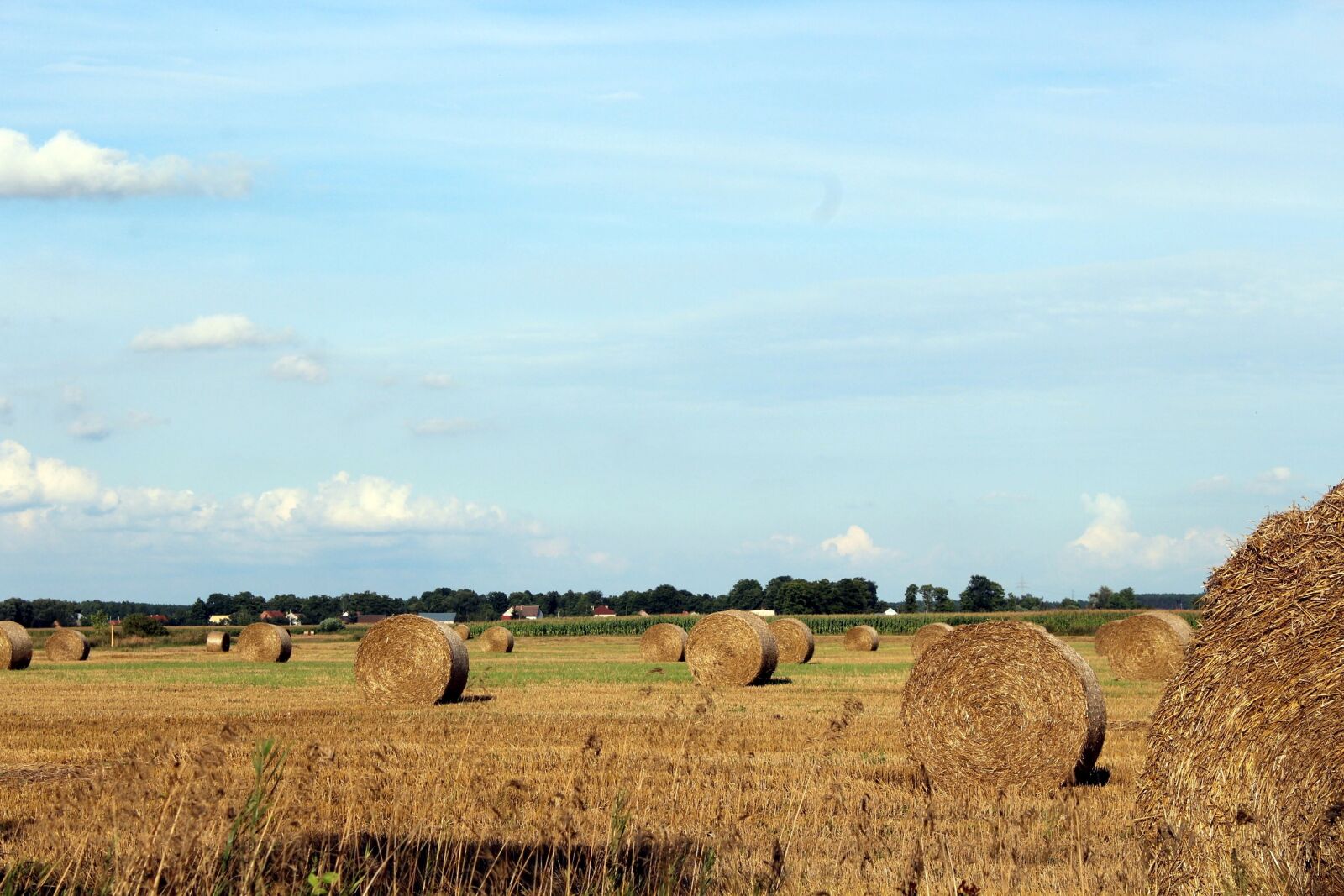 Canon EOS 1200D (EOS Rebel T5 / EOS Kiss X70 / EOS Hi) sample photo. Field, harvest, agriculture photography