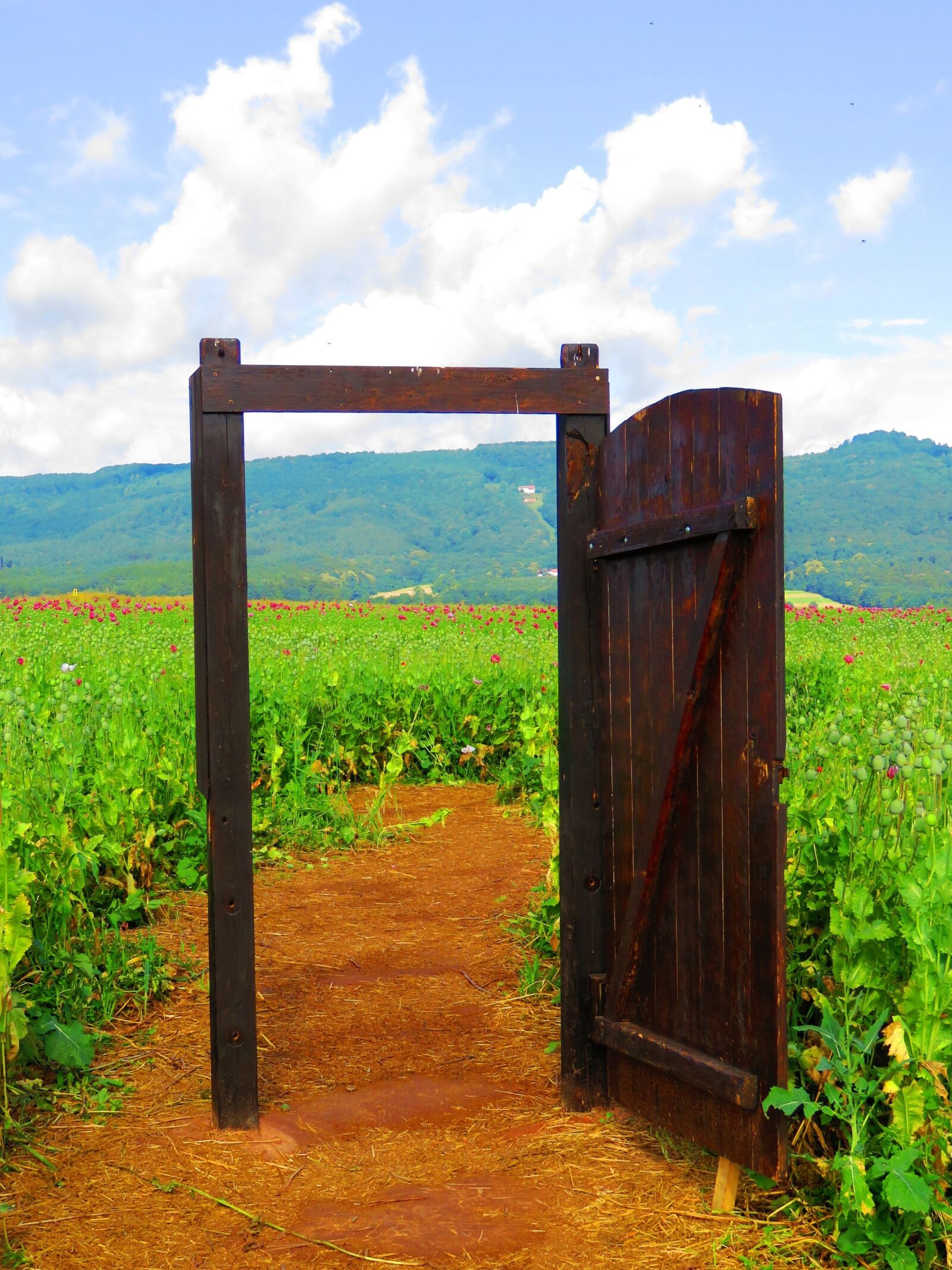 Canon PowerShot SX60 HS sample photo. Door, field, flowers photography
