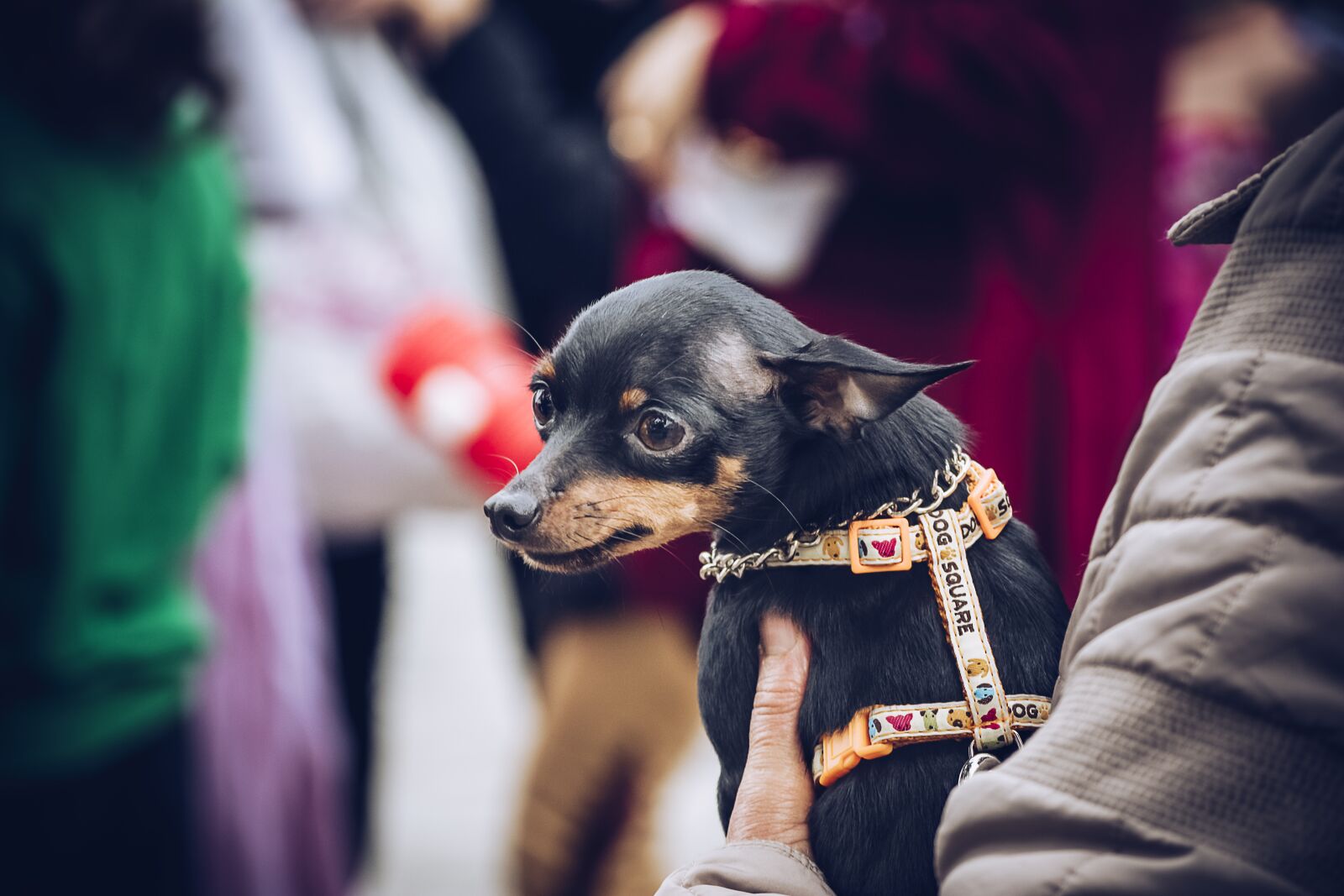 Nikon D7100 sample photo. Animal, pet, dog photography
