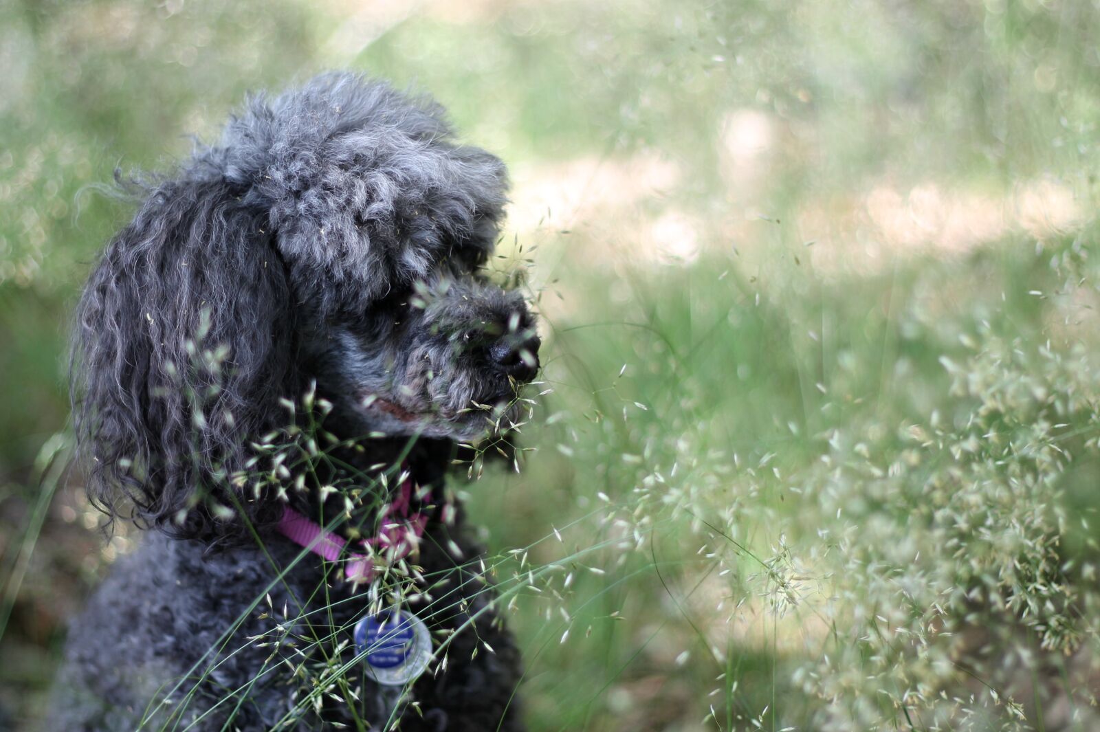 Canon EF 50mm F1.8 II sample photo. Dog, poodle, miniature poodle photography
