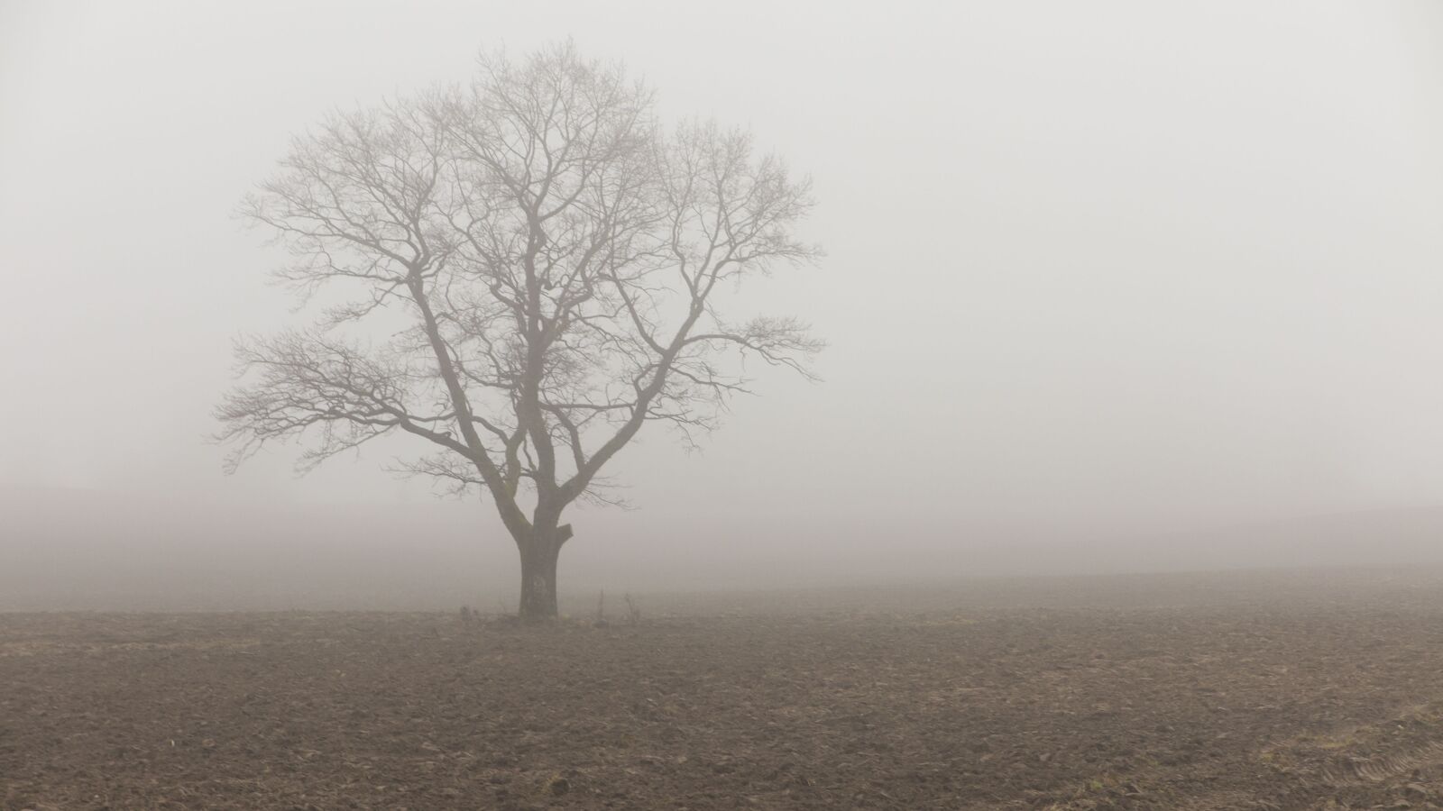 Canon PowerShot G1 X Mark II sample photo. Tree, field, fog photography
