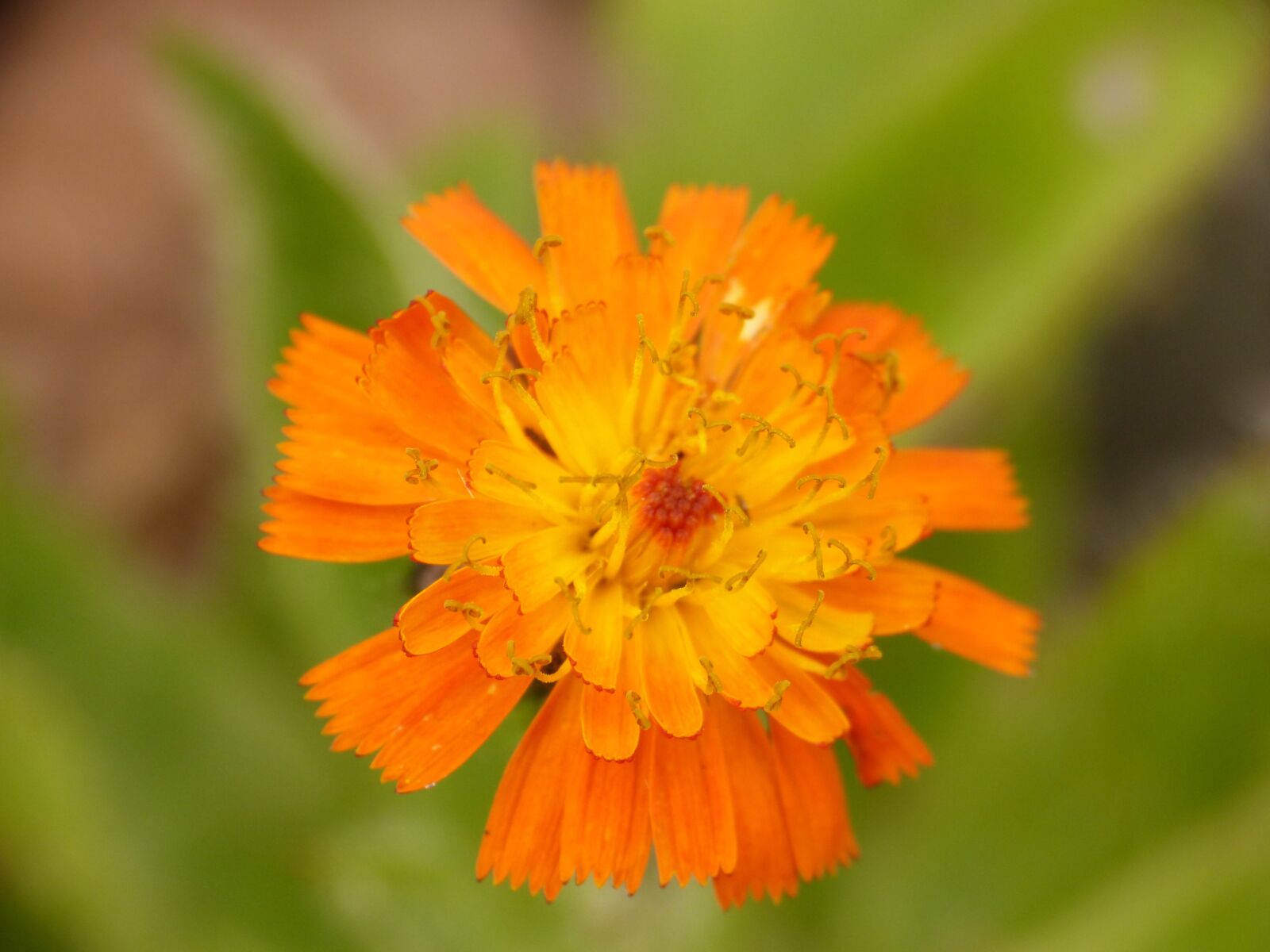 Panasonic DMC-FZ62 sample photo. Flower, orange, nature photography