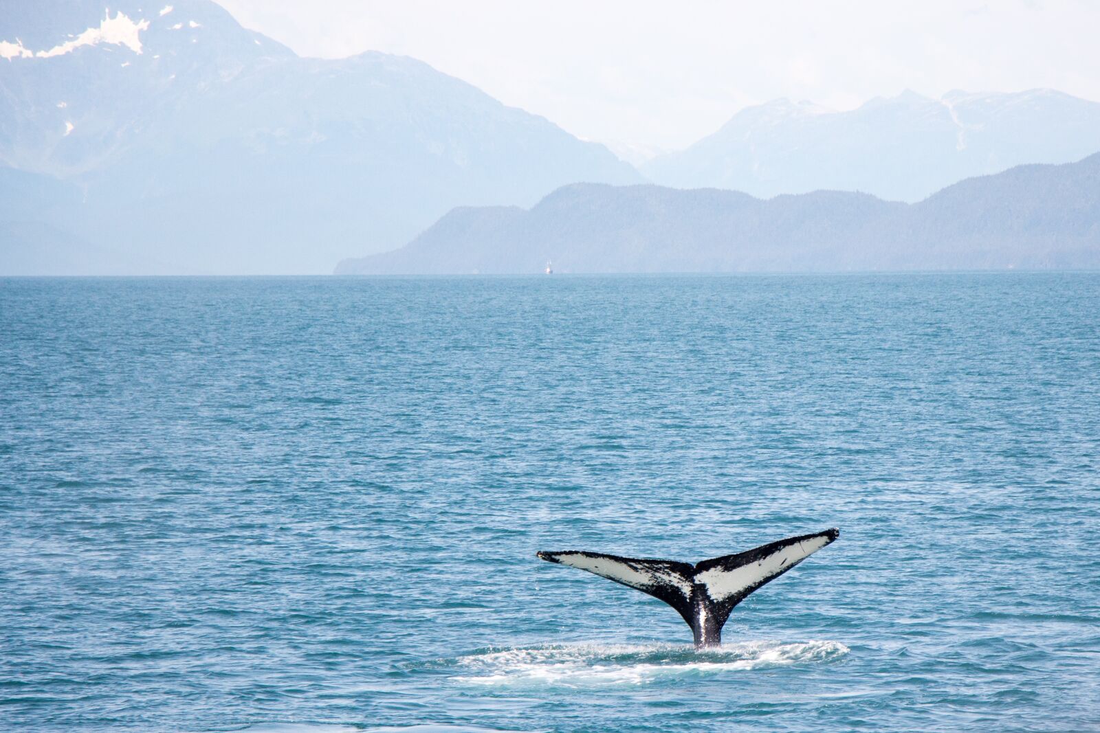 Canon EOS 700D (EOS Rebel T5i / EOS Kiss X7i) + Canon EF-S 18-135mm F3.5-5.6 IS STM sample photo. Whale, tail, ocean photography