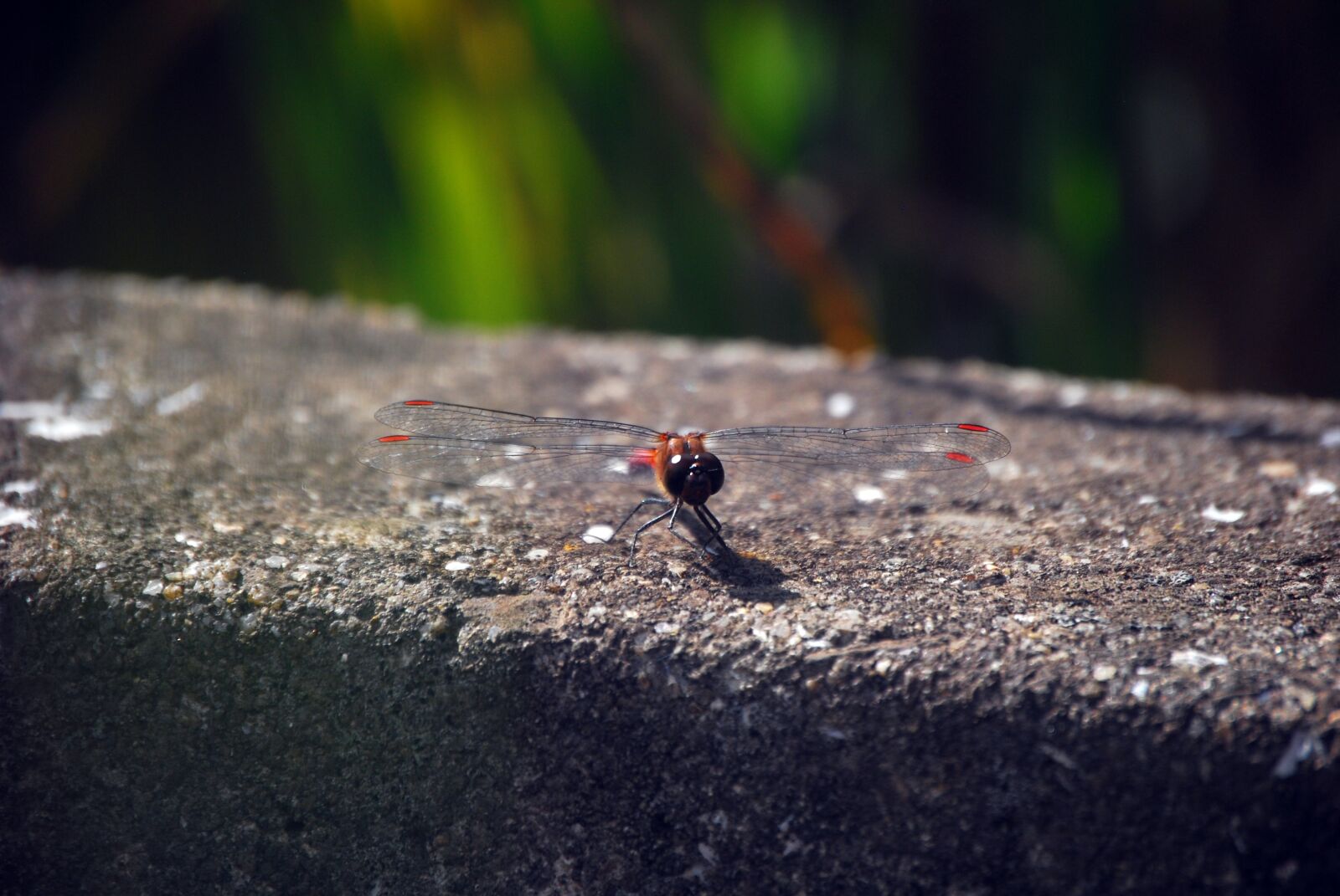 Nikon D60 sample photo. Autumn, red dragonfly, dragonfly photography