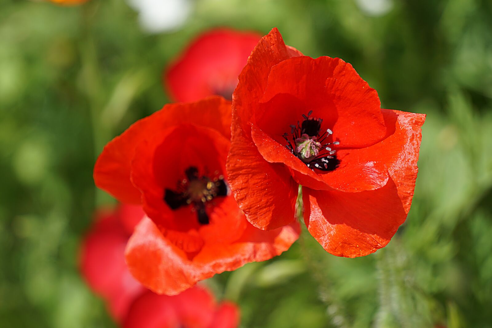 Sony a6000 sample photo. Poppy, flower, flora photography