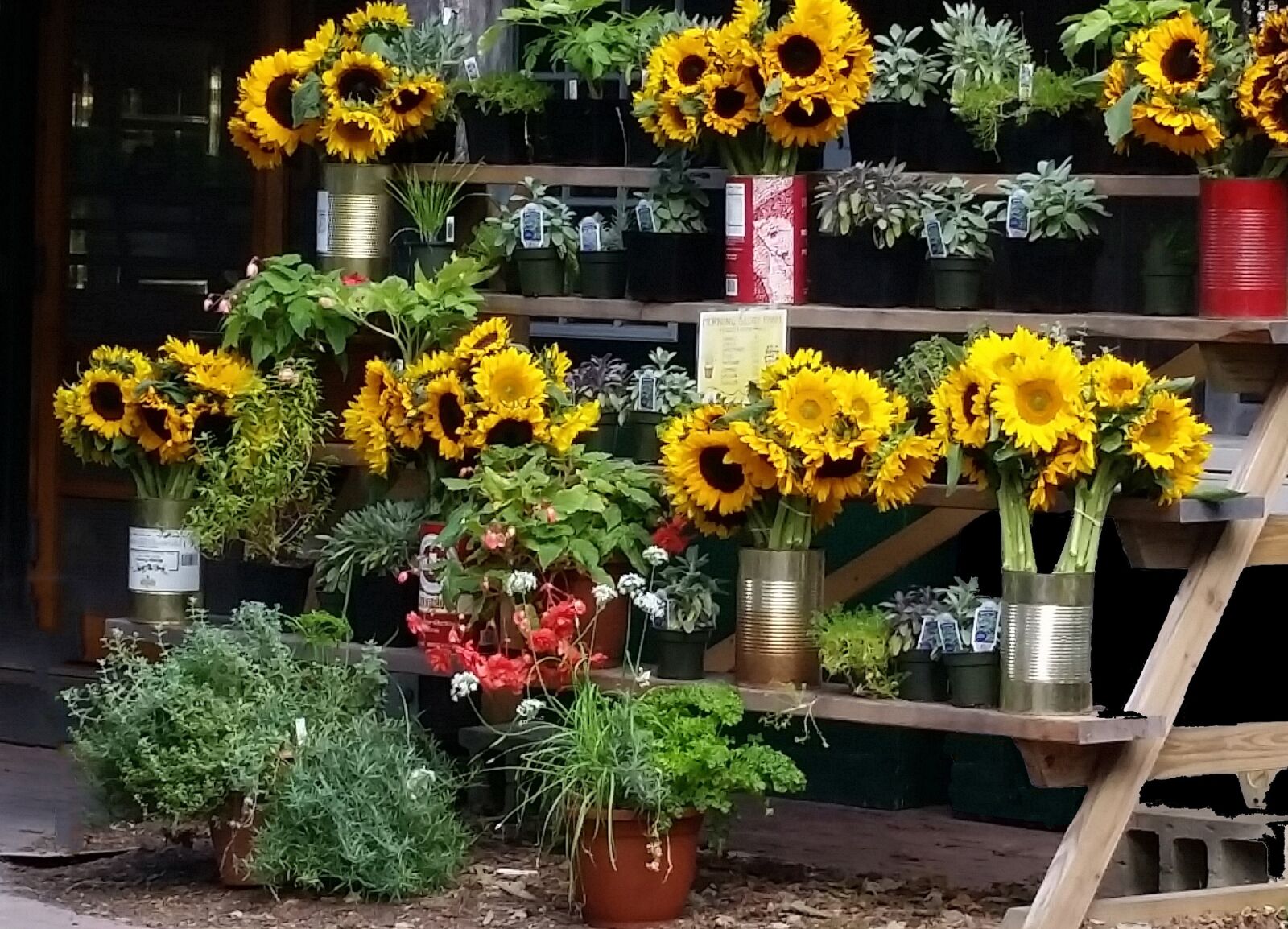 Samsung Galaxy S5 sample photo. Morning glory farms, marthas photography