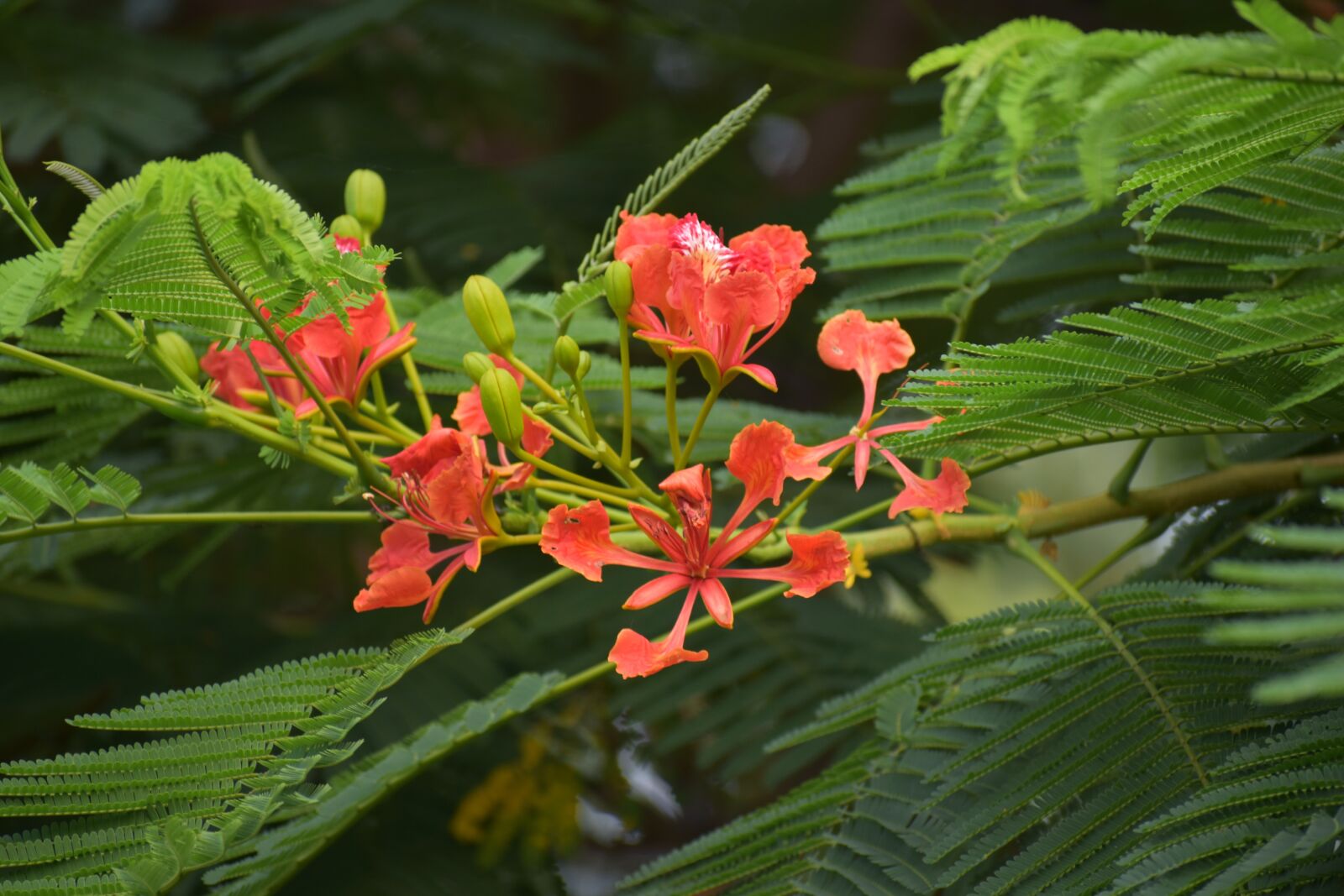 Nikon D5600 sample photo. Peacock flower, red bird photography