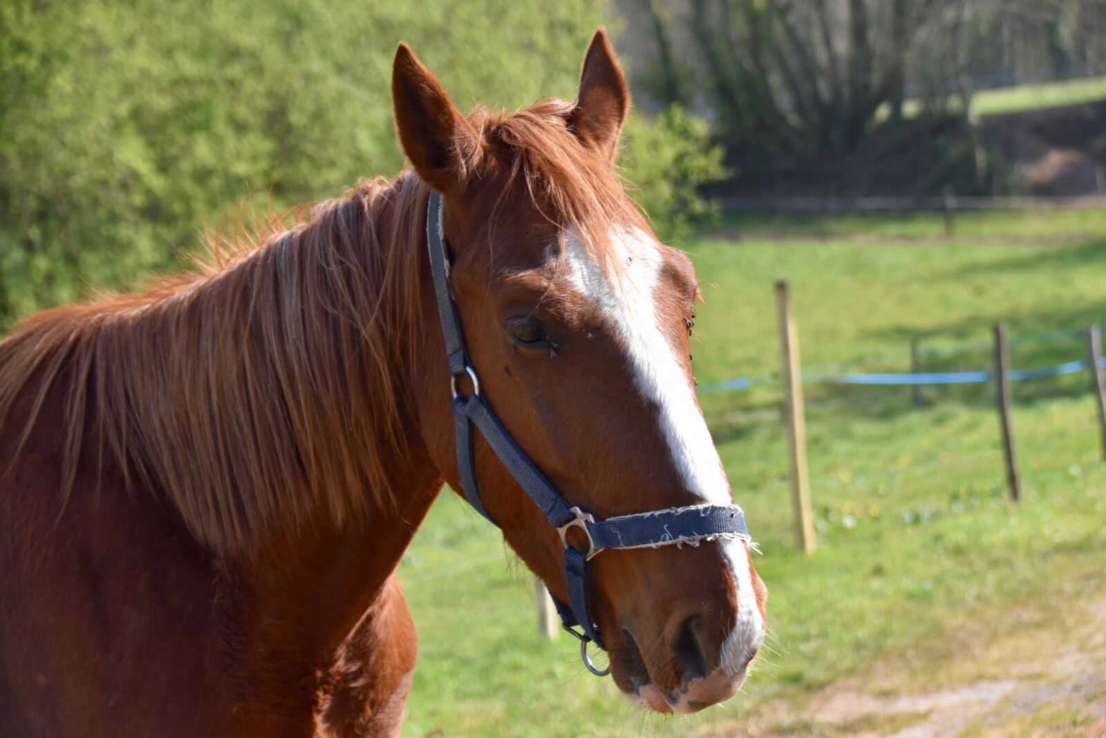 Nikon D5600 sample photo. Horse kid, gelding, trotter photography