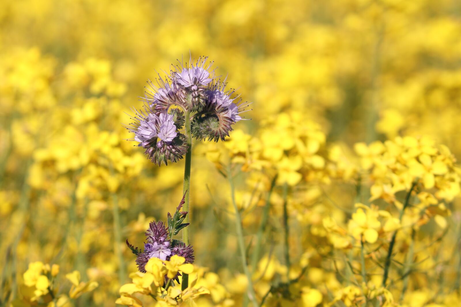 Canon EOS 200D (EOS Rebel SL2 / EOS Kiss X9) sample photo. Phacelia, field of rapeseeds photography