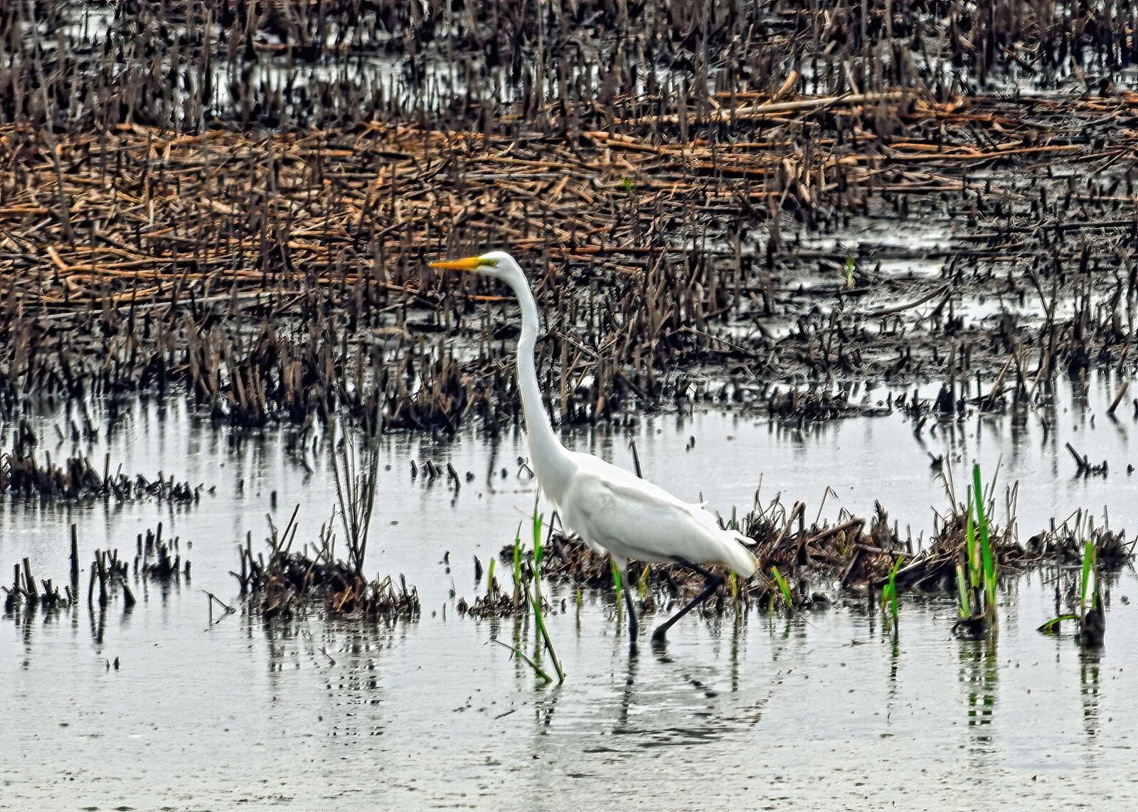 Nikon D3300 sample photo. Egret, marsh, bird photography
