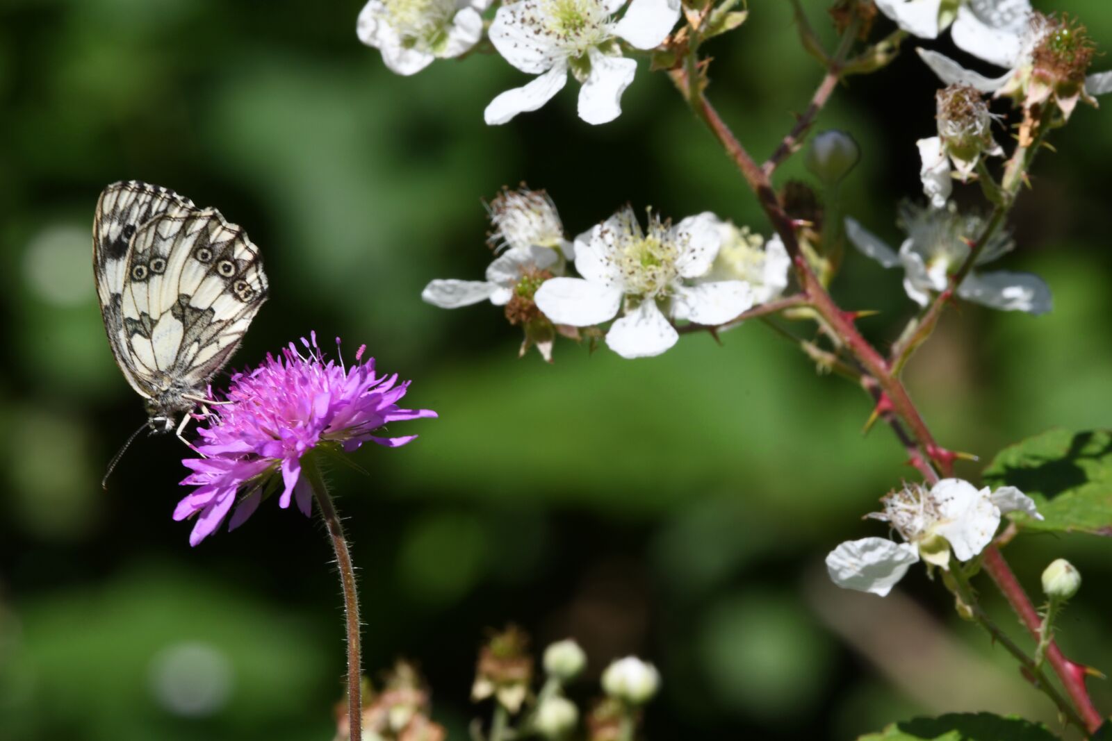 Nikon D7500 sample photo. Butterfly, insect, prato photography