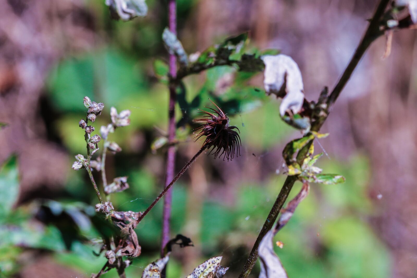 Canon EOS 7D Mark II sample photo. Growth, wild plant, nature photography