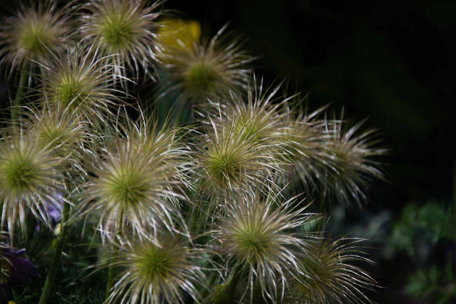 Nikon D5300 sample photo. Pasque flower, odkvetlý, spring photography