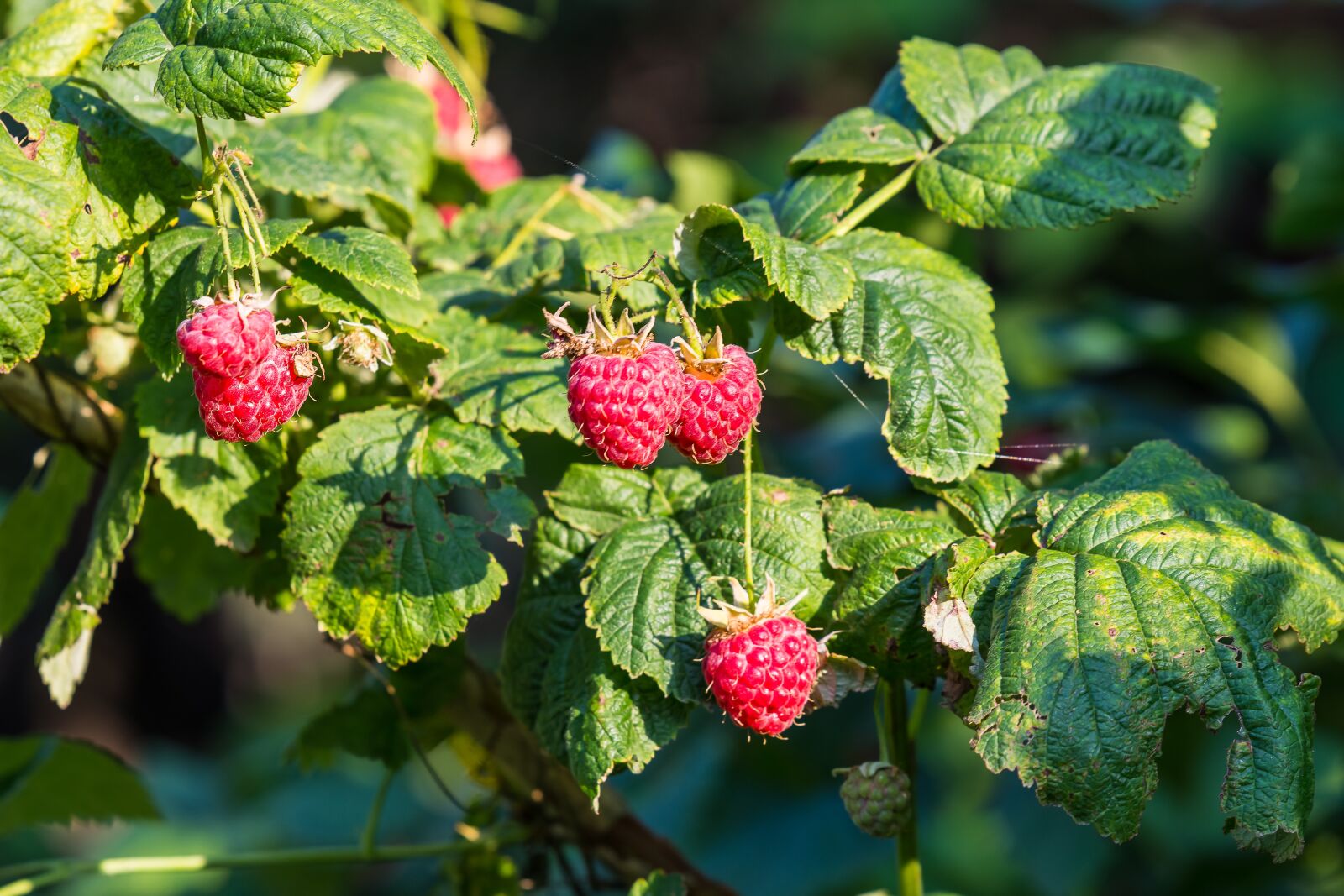 Nikon D7200 sample photo. Raspberry, berry, red photography