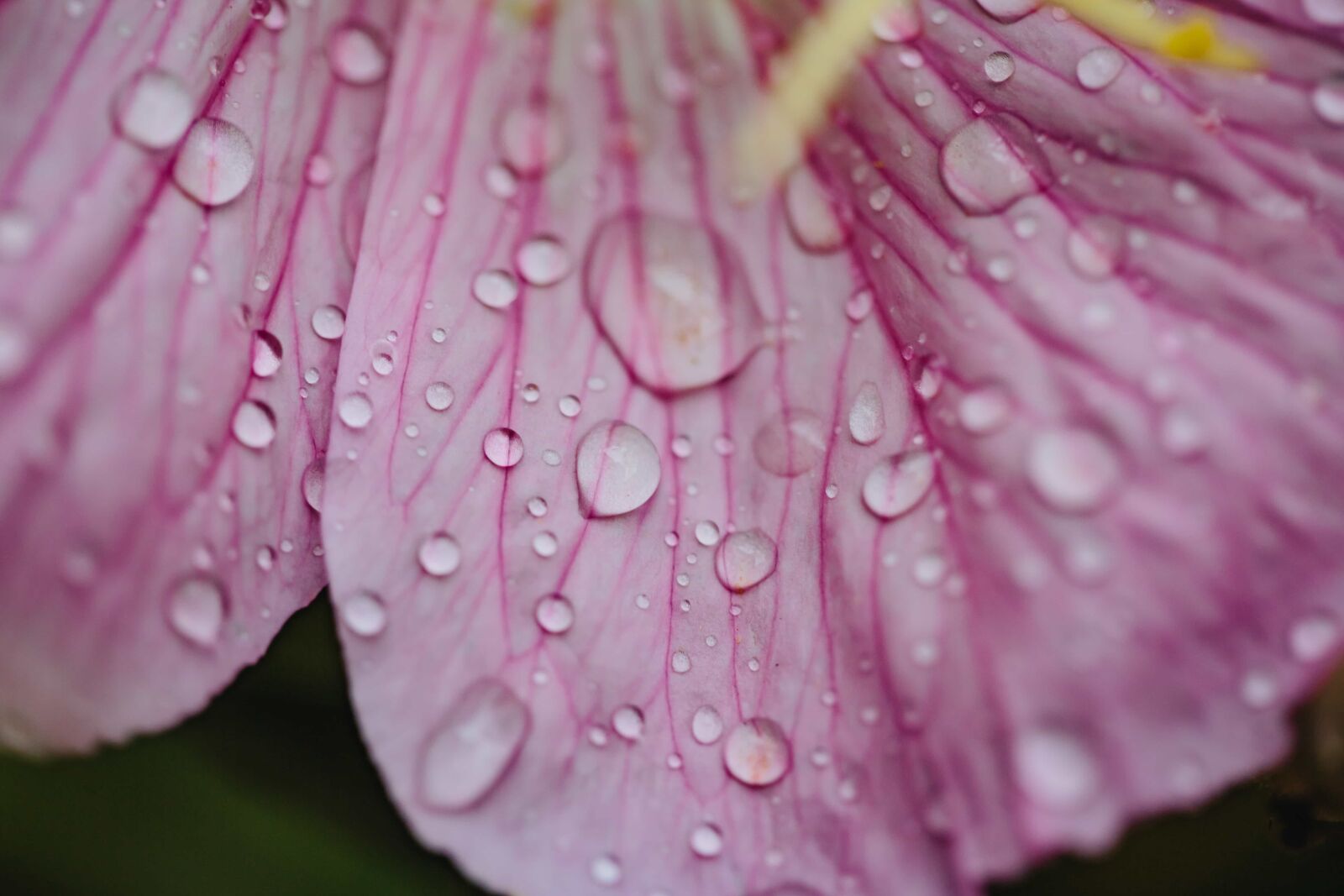 Canon EF 100mm F2.8 Macro USM sample photo. Close-up, dew, horticulture, macro photography