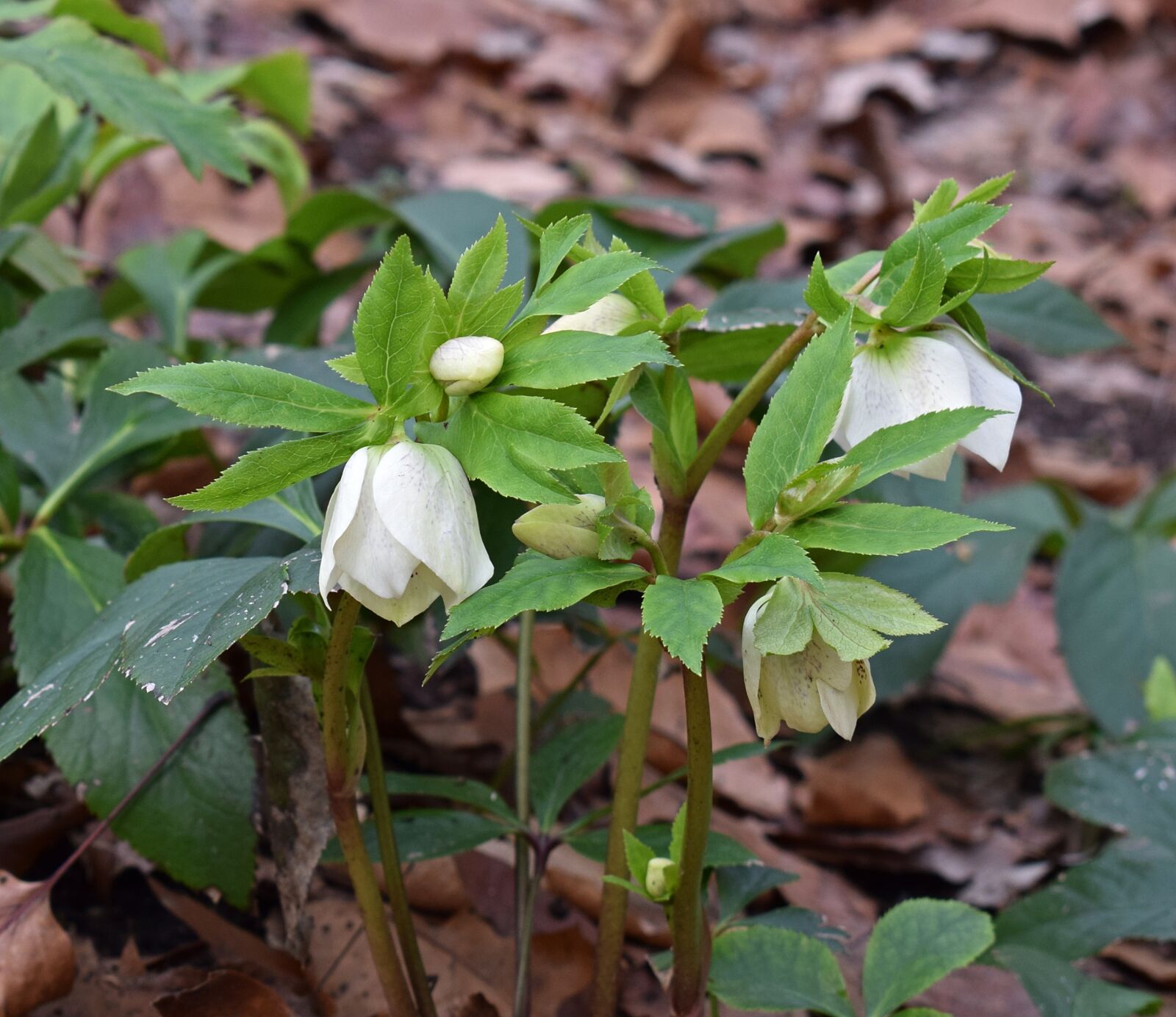 Nikon D3300 sample photo. Lenten rose opening, lenten photography