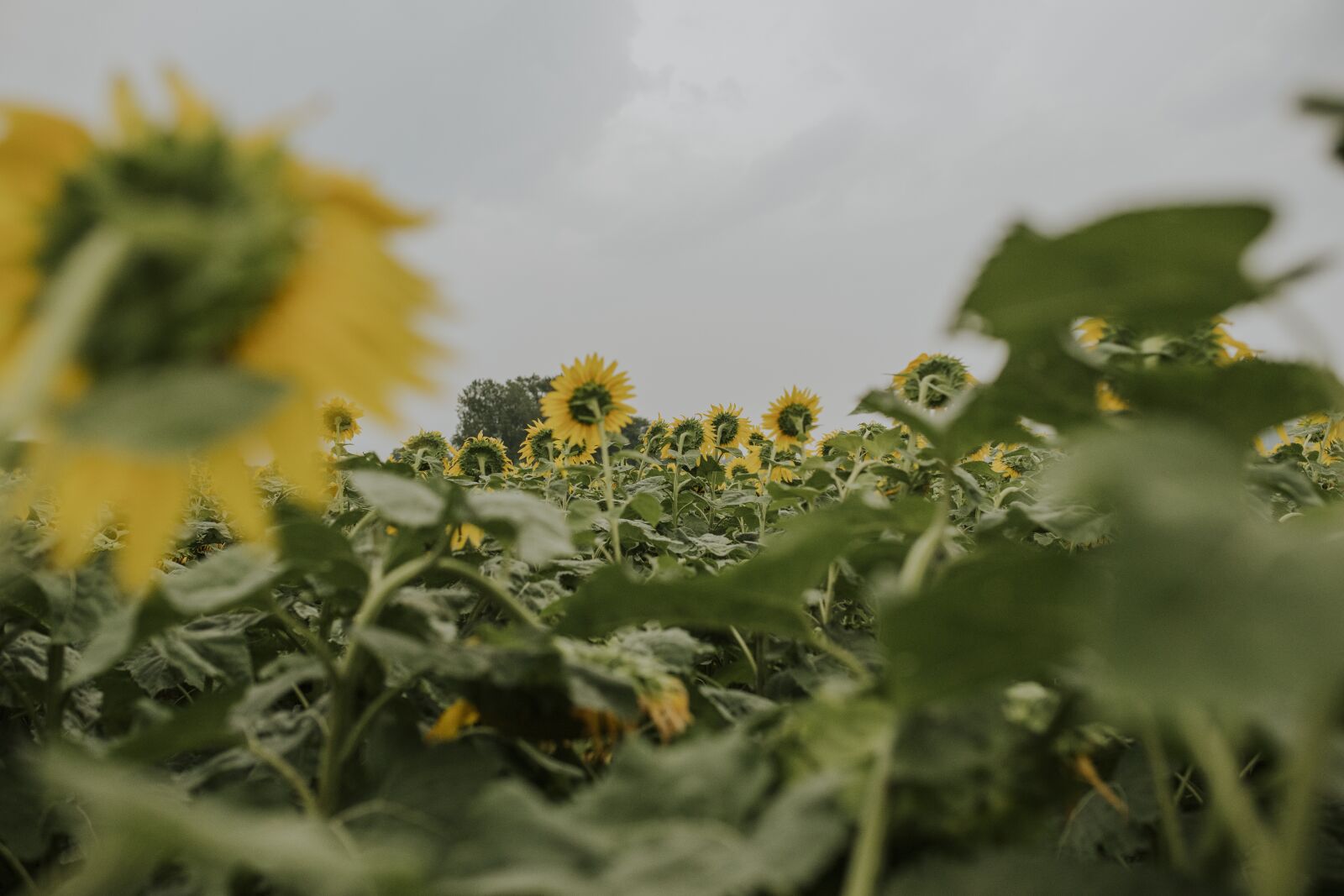 Canon EOS 5D Mark IV sample photo. Cloud, sky, summer photography