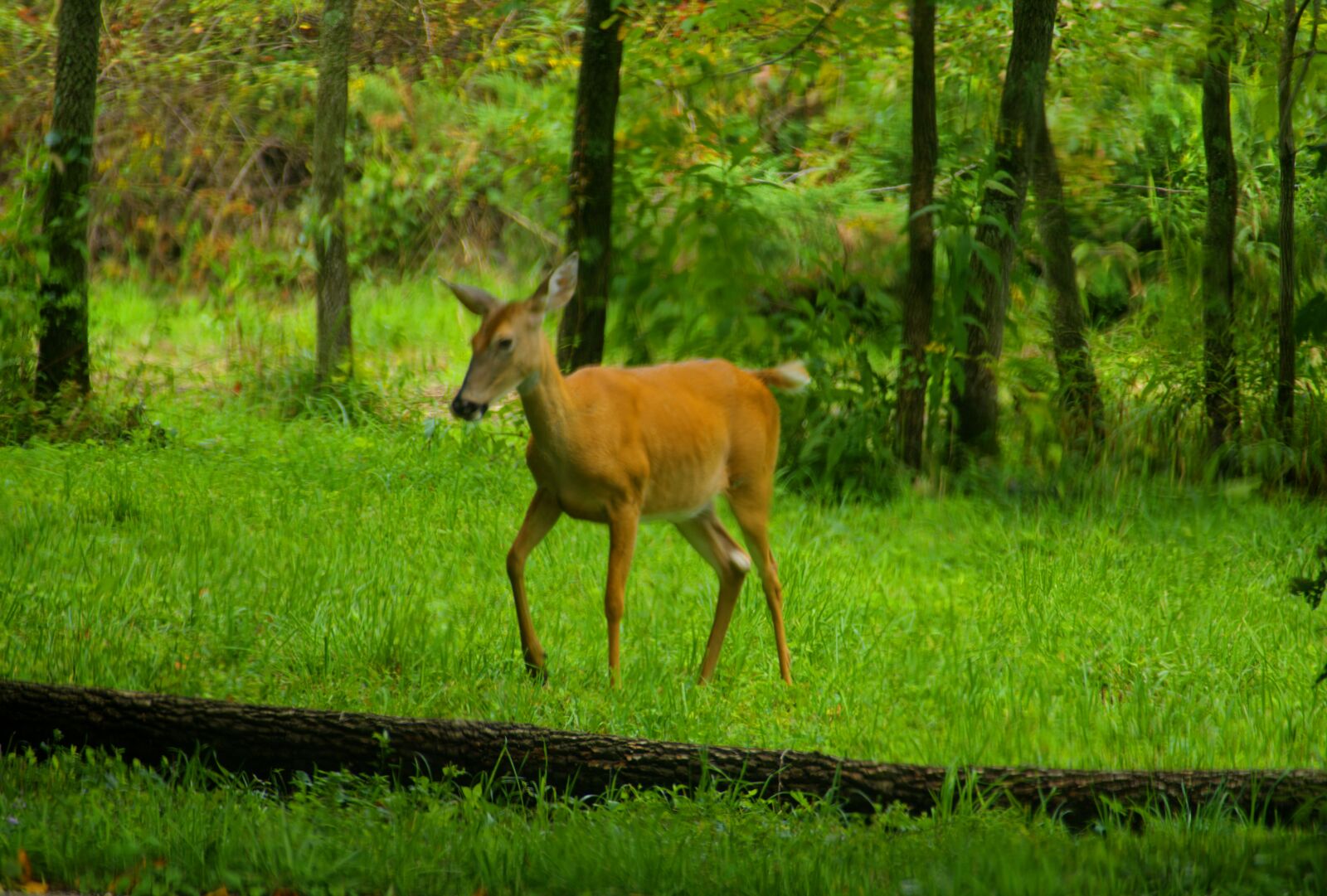 Panasonic Lumix DMC-FZ1000 sample photo. Animal, deer, doe, forest photography