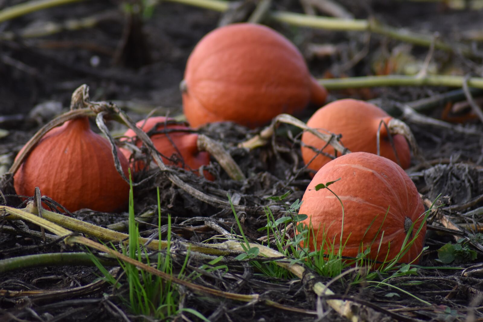Nikon D3500 sample photo. Pumpkin, pumpkins, orange photography