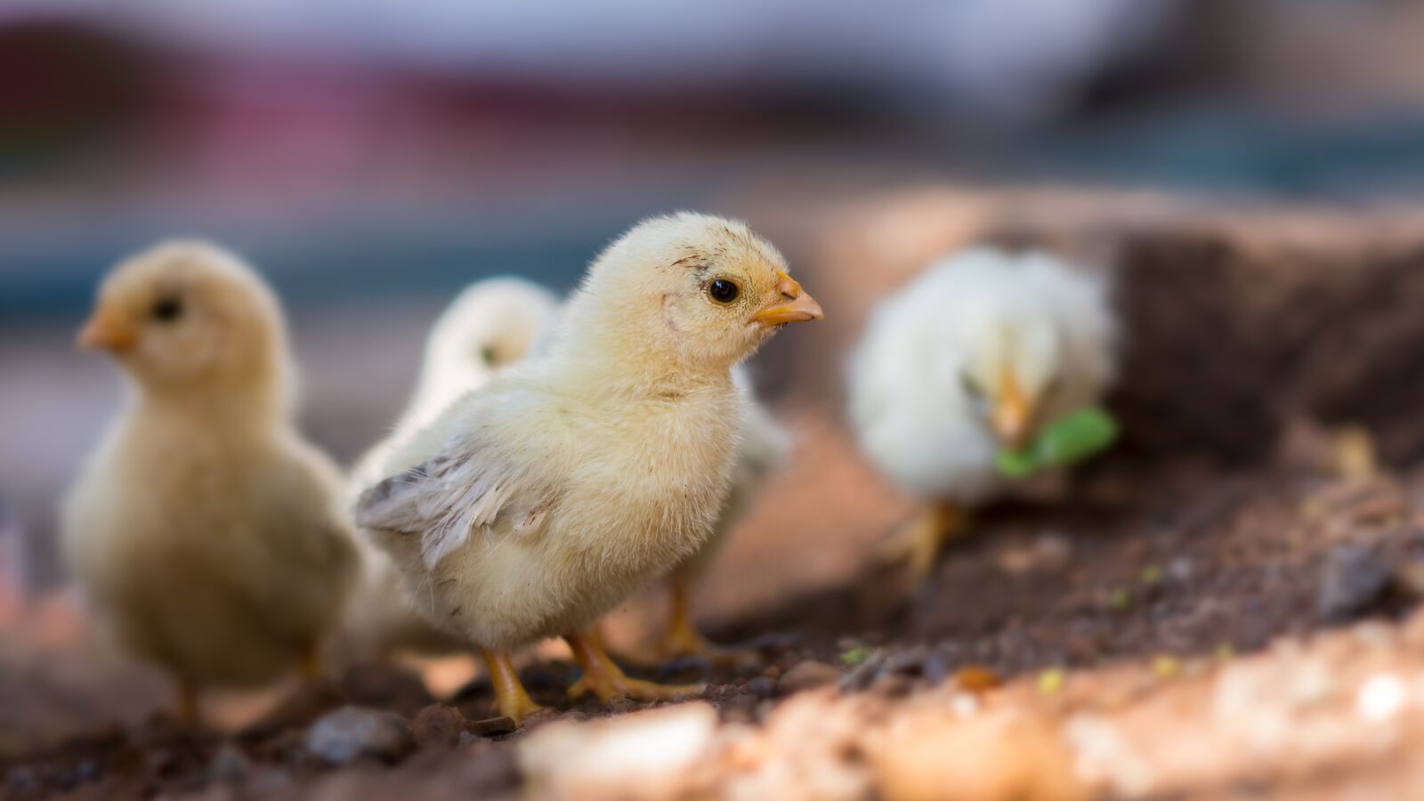 Nikon D7200 sample photo. Chicken, baby, cute photography
