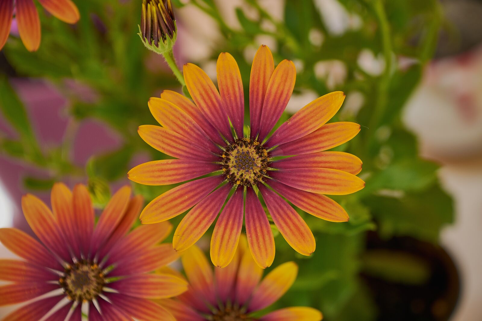 Nikon D7200 sample photo. Outbreak, daisy, garden photography