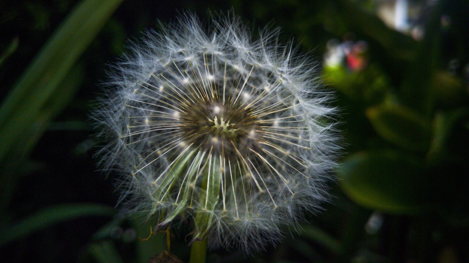 LG G4 sample photo. Dandelion, nature, taraxacum photography