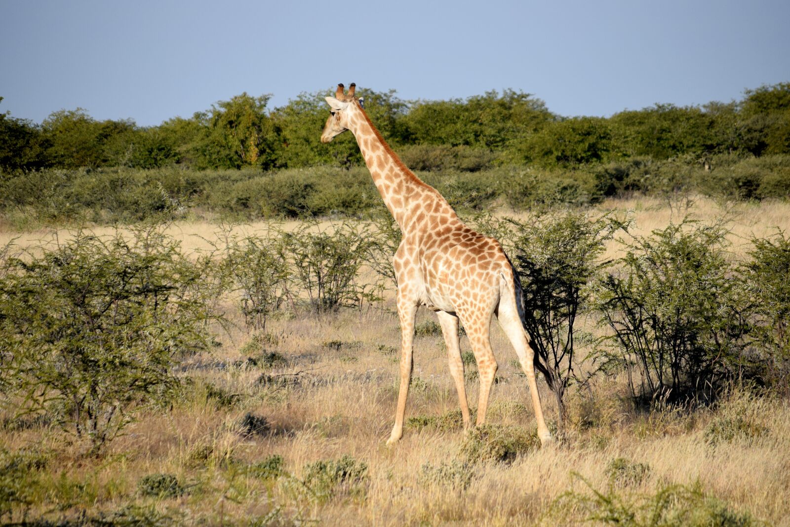 Nikon D5300 sample photo. Giraffe, tall, walking photography