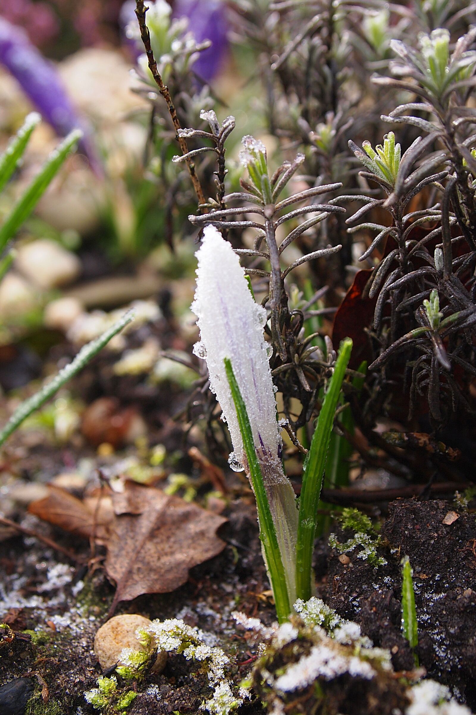 Olympus PEN E-PL1 sample photo. Crocus, frozen, ripe photography