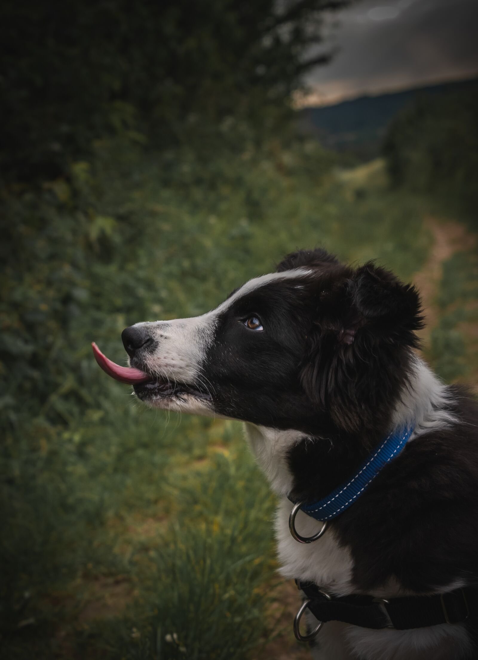Nikon D3500 sample photo. Border, collie, dog photography