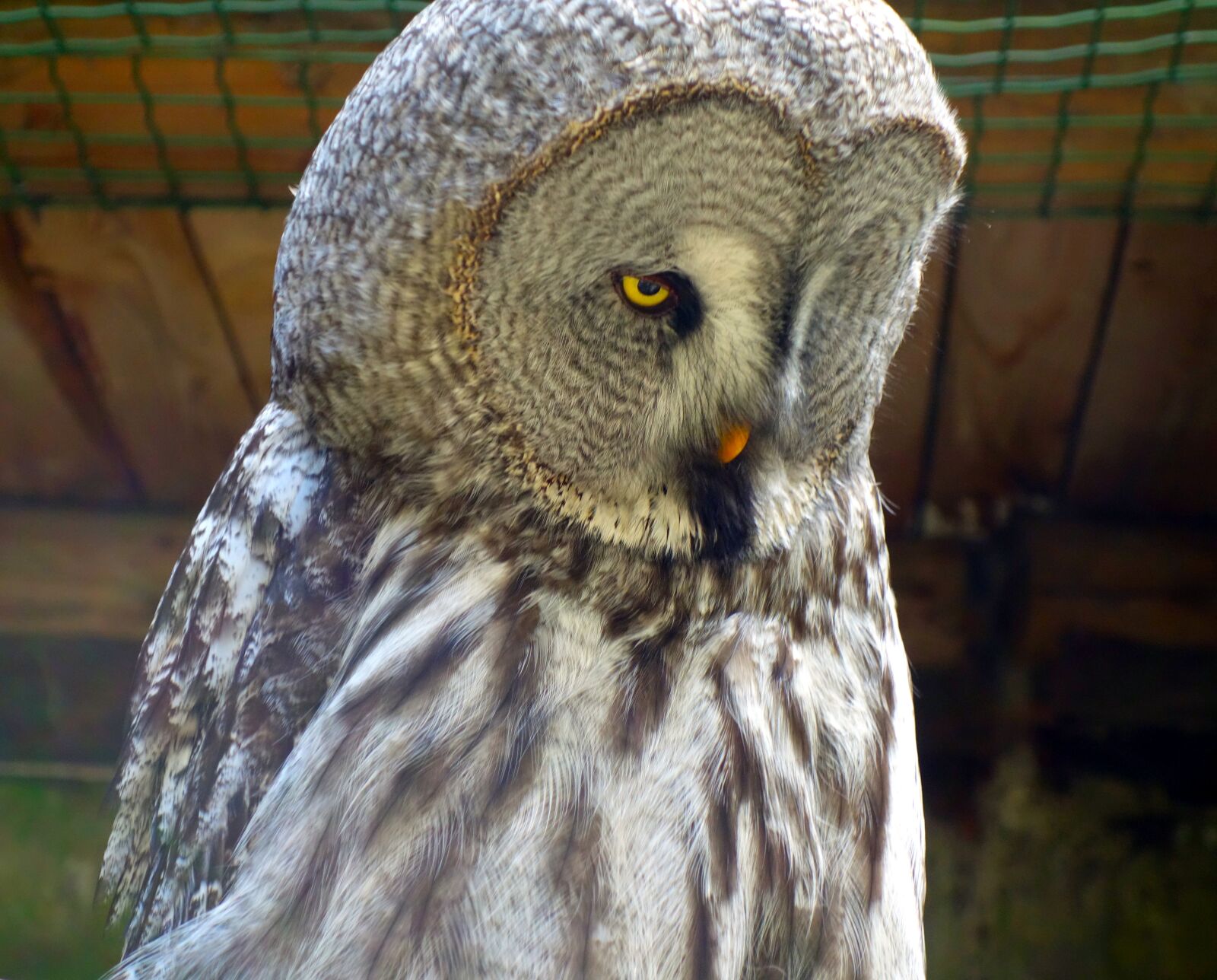 Sony Cyber-shot DSC-RX100 sample photo. Owl, barn owl, bird photography