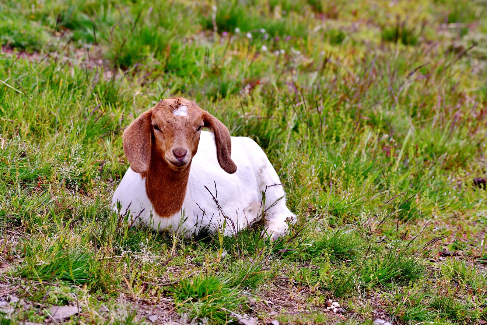 Nikon D500 sample photo. Kid, goat, young photography