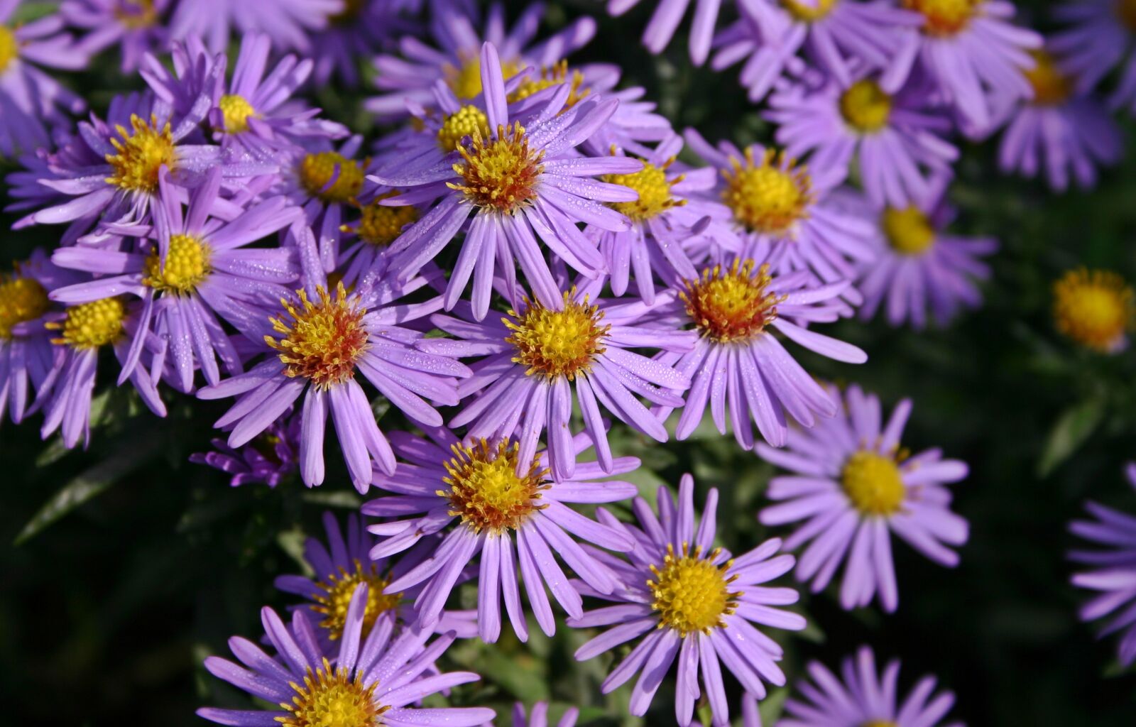 Canon EOS 300D (EOS Digital Rebel / EOS Kiss Digital) sample photo. Autumn flower, aster, purple photography