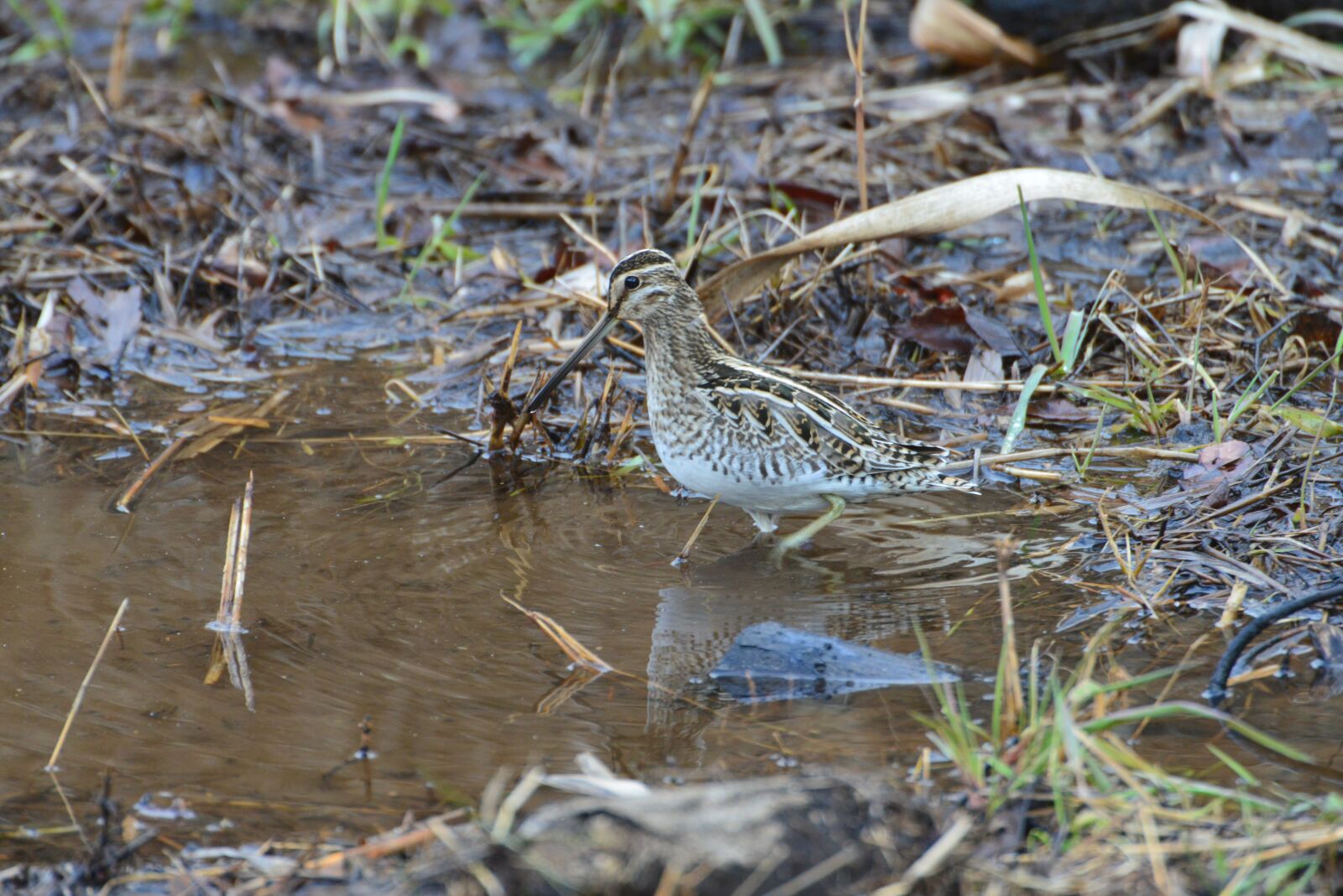 Nikon D800 sample photo. Natural, waters, pond photography