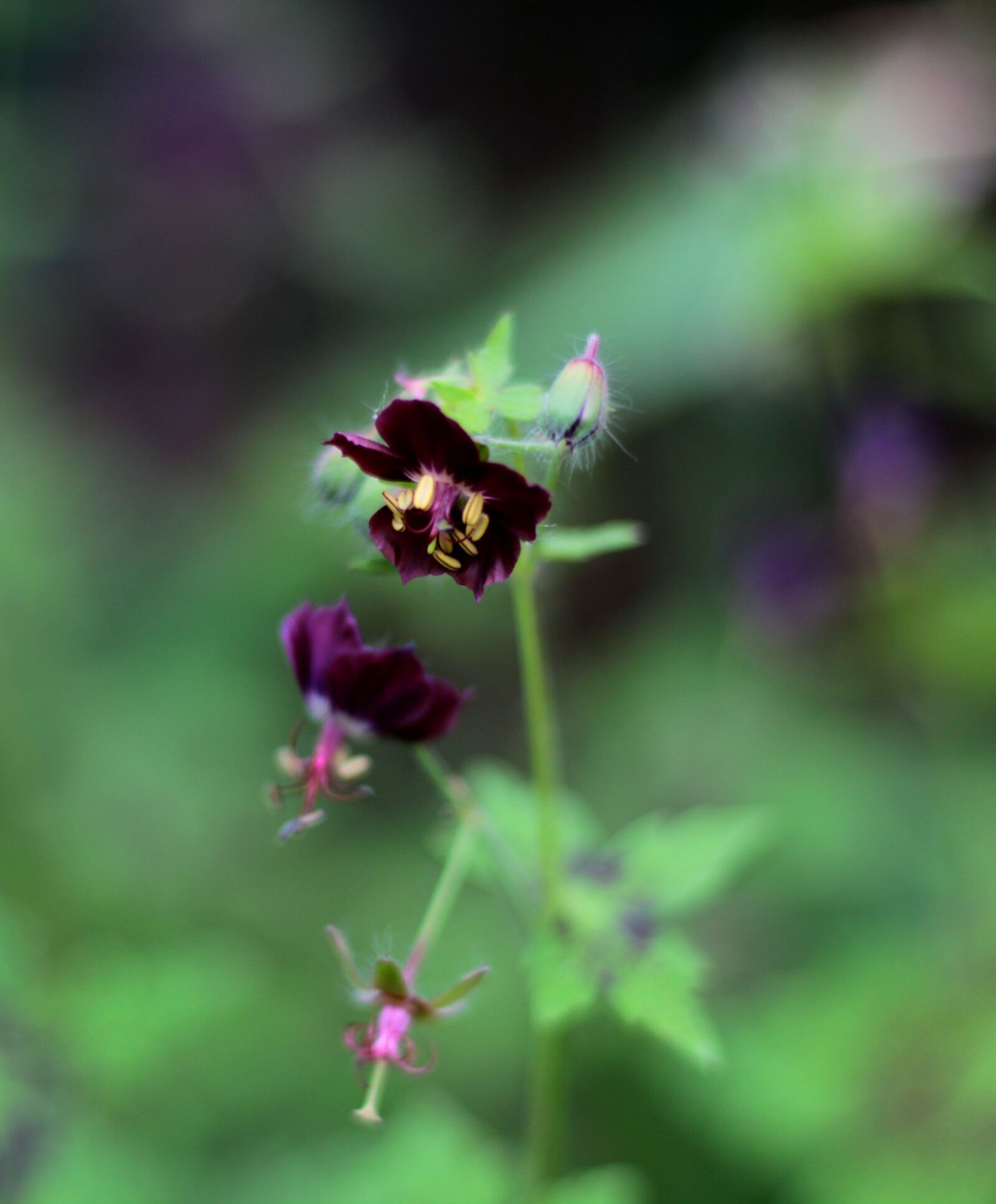 Canon EOS 600D (Rebel EOS T3i / EOS Kiss X5) + Canon EF 50mm F1.8 STM sample photo. Geranium phaeum samobor, pelagonia photography